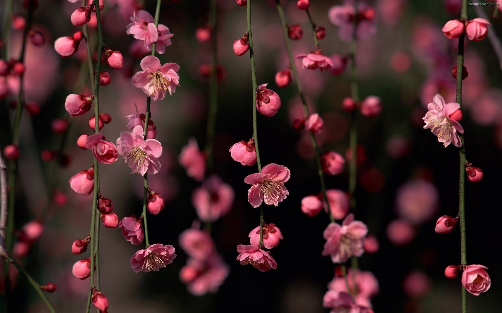 Pink Flowers Hd Wallpapers