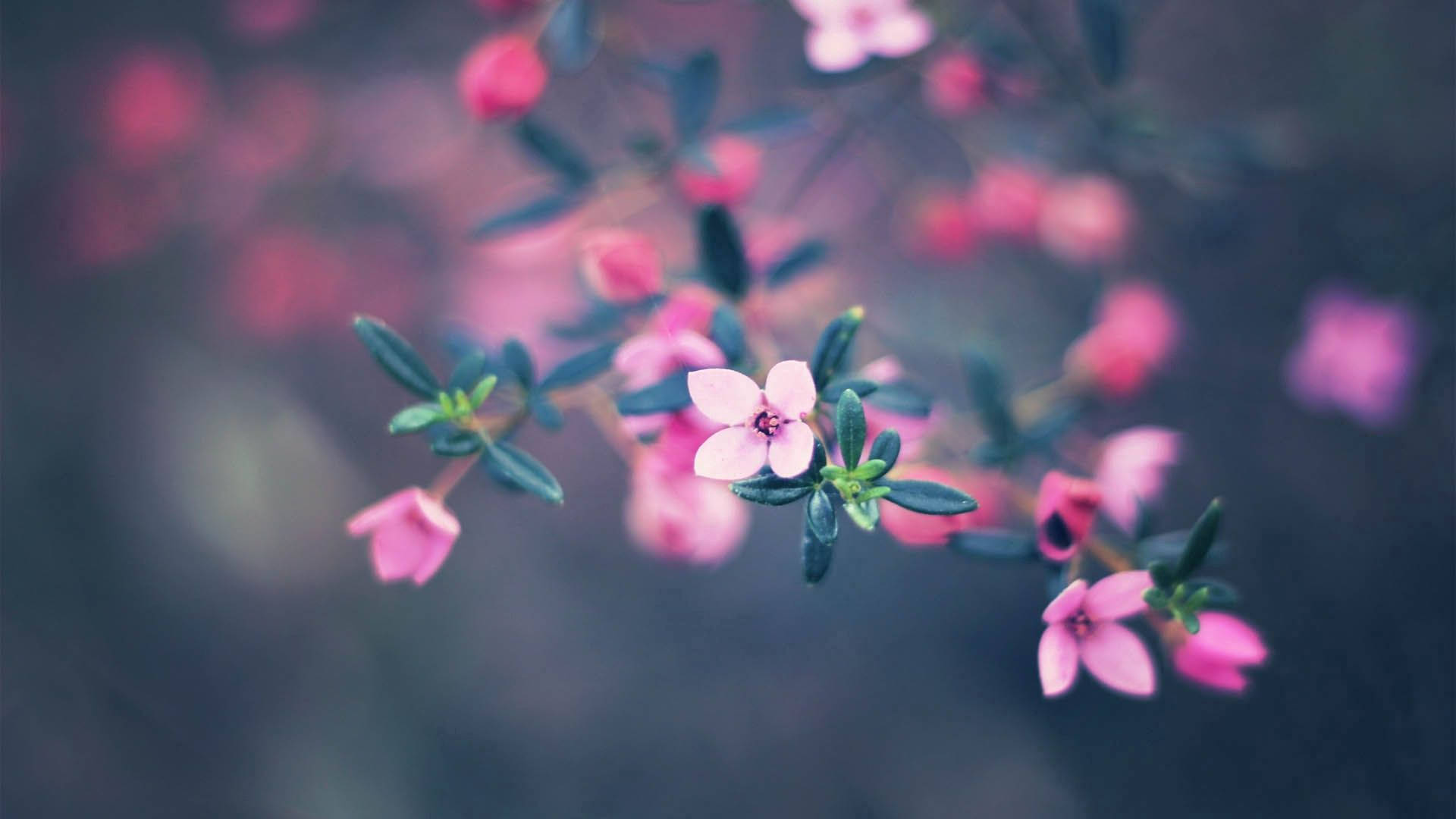 Pink Flowers Hd Wallpapers