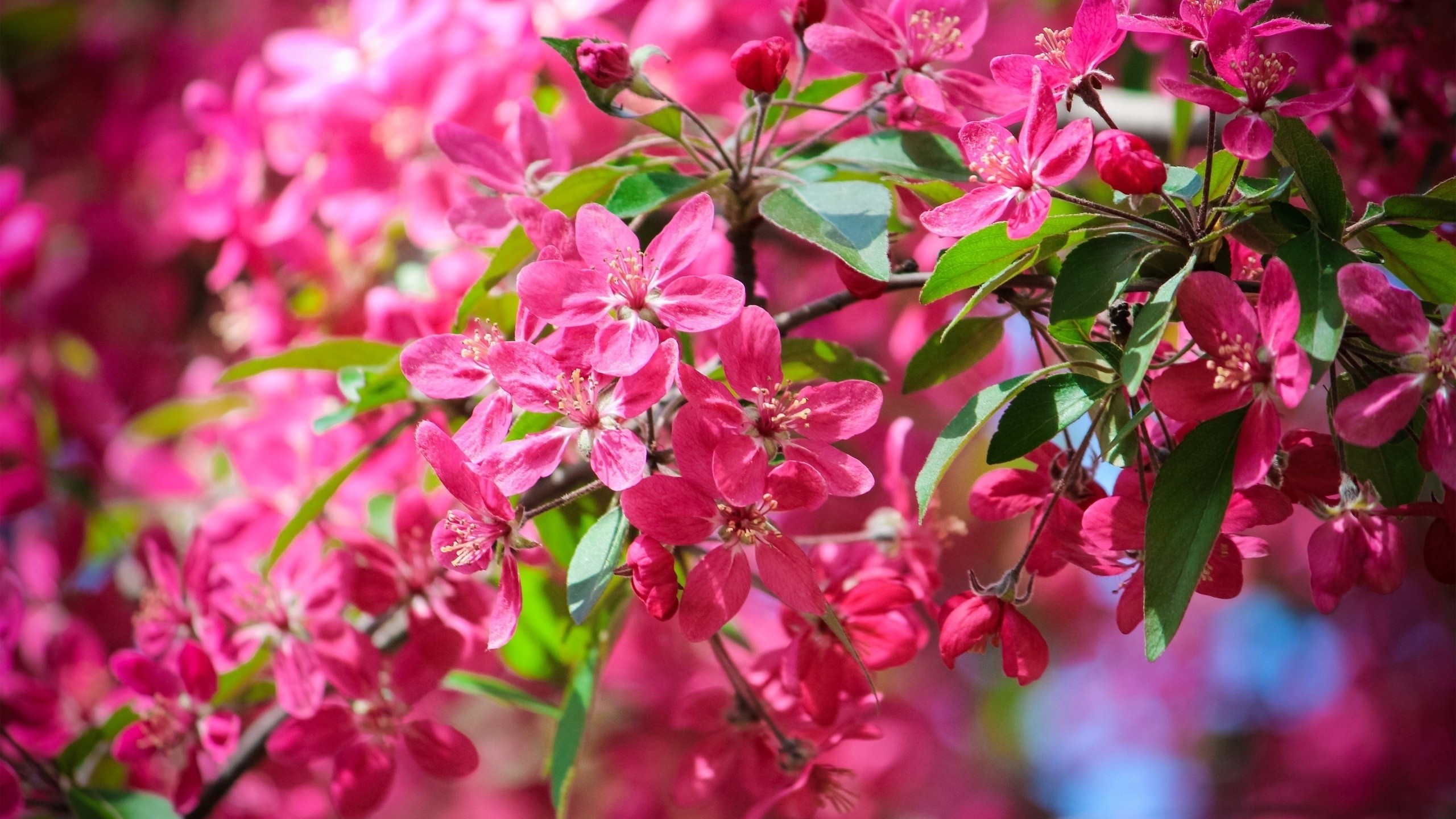 Pink Flowers Hd Wallpapers