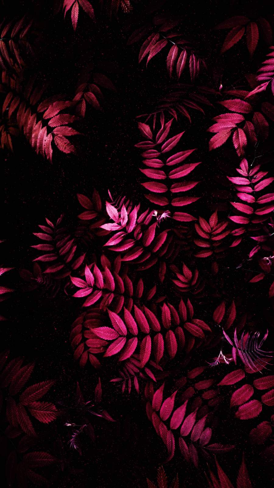 Pink Iphone Wallpapers