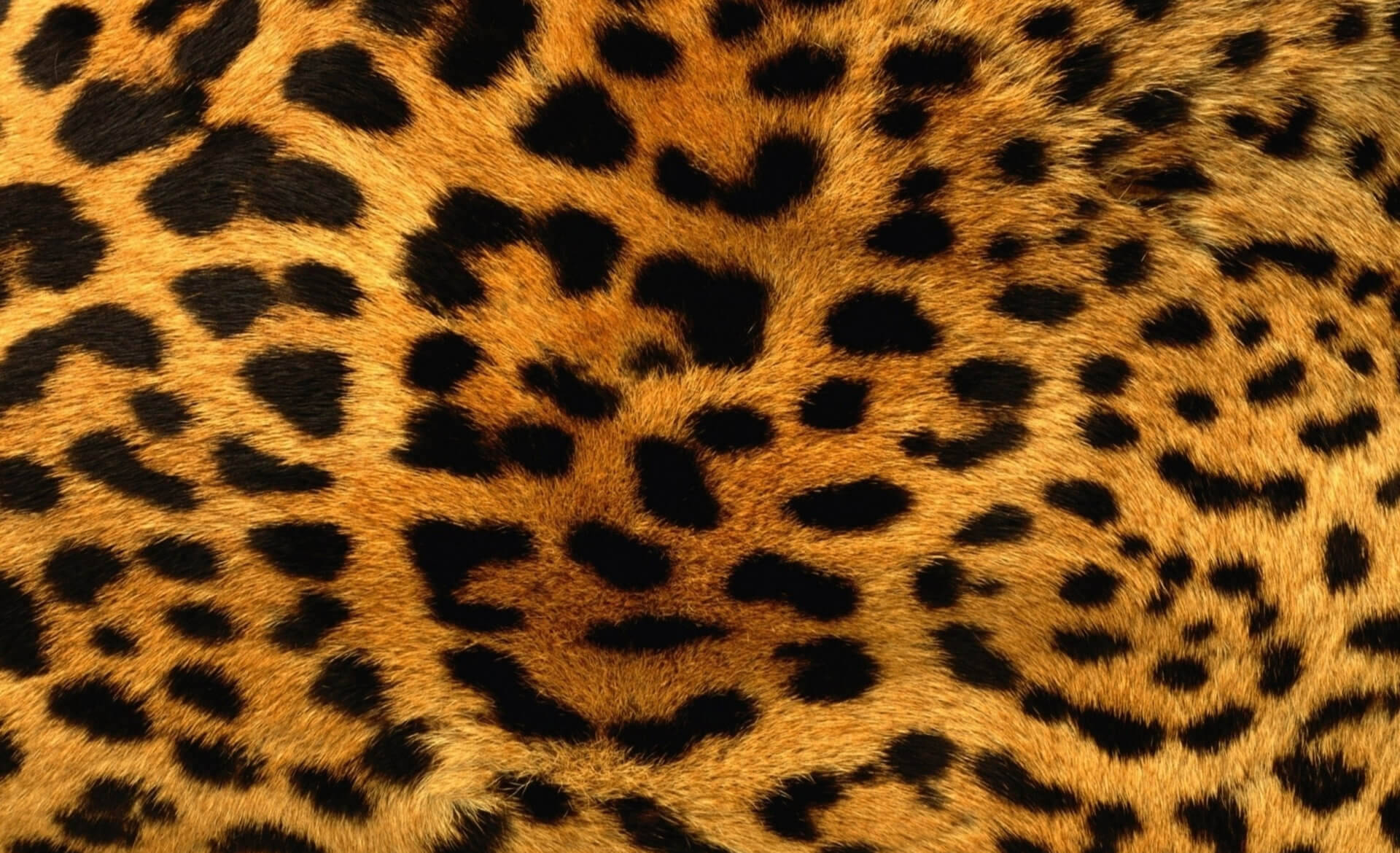 Pink Leopard Fur Wallpapers