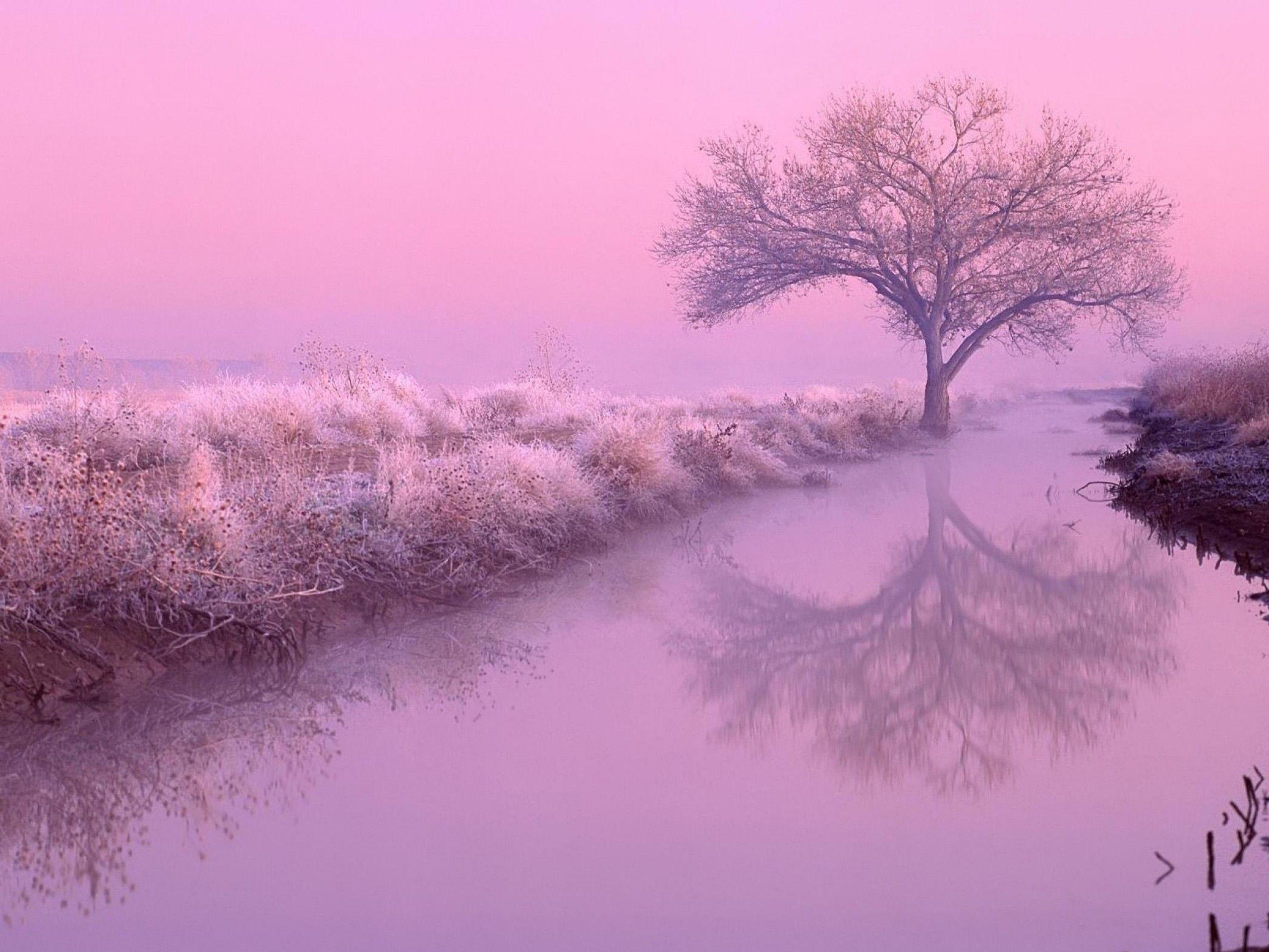 Pink Nature Wallpapers