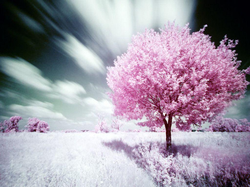 Pink Nature Wallpapers