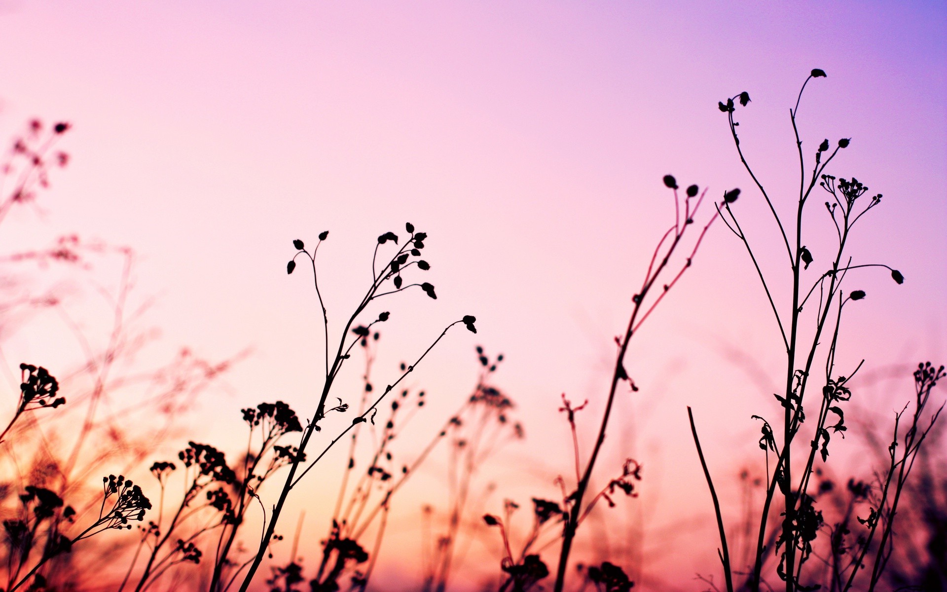 Pink Nature Wallpapers