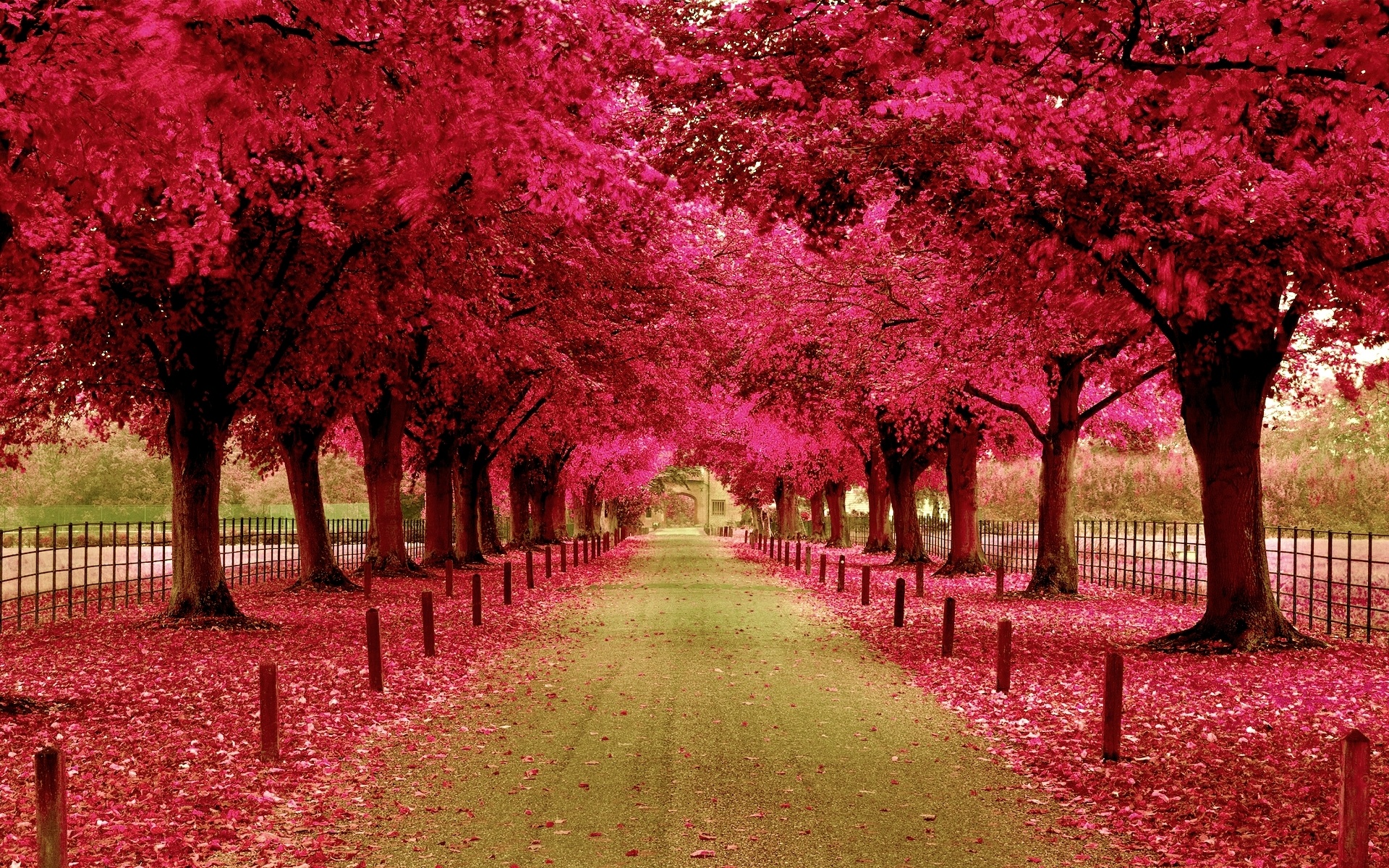 Pink Nature Wallpapers