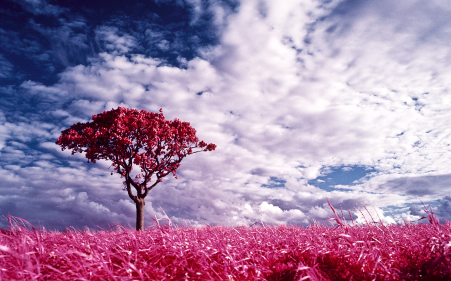 Pink Nature Wallpapers