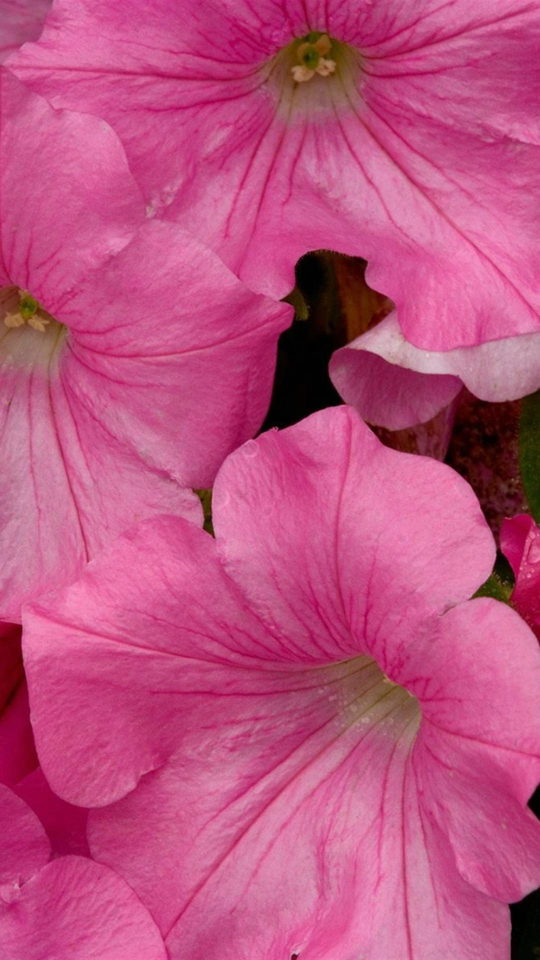 Pink Nature Wallpapers