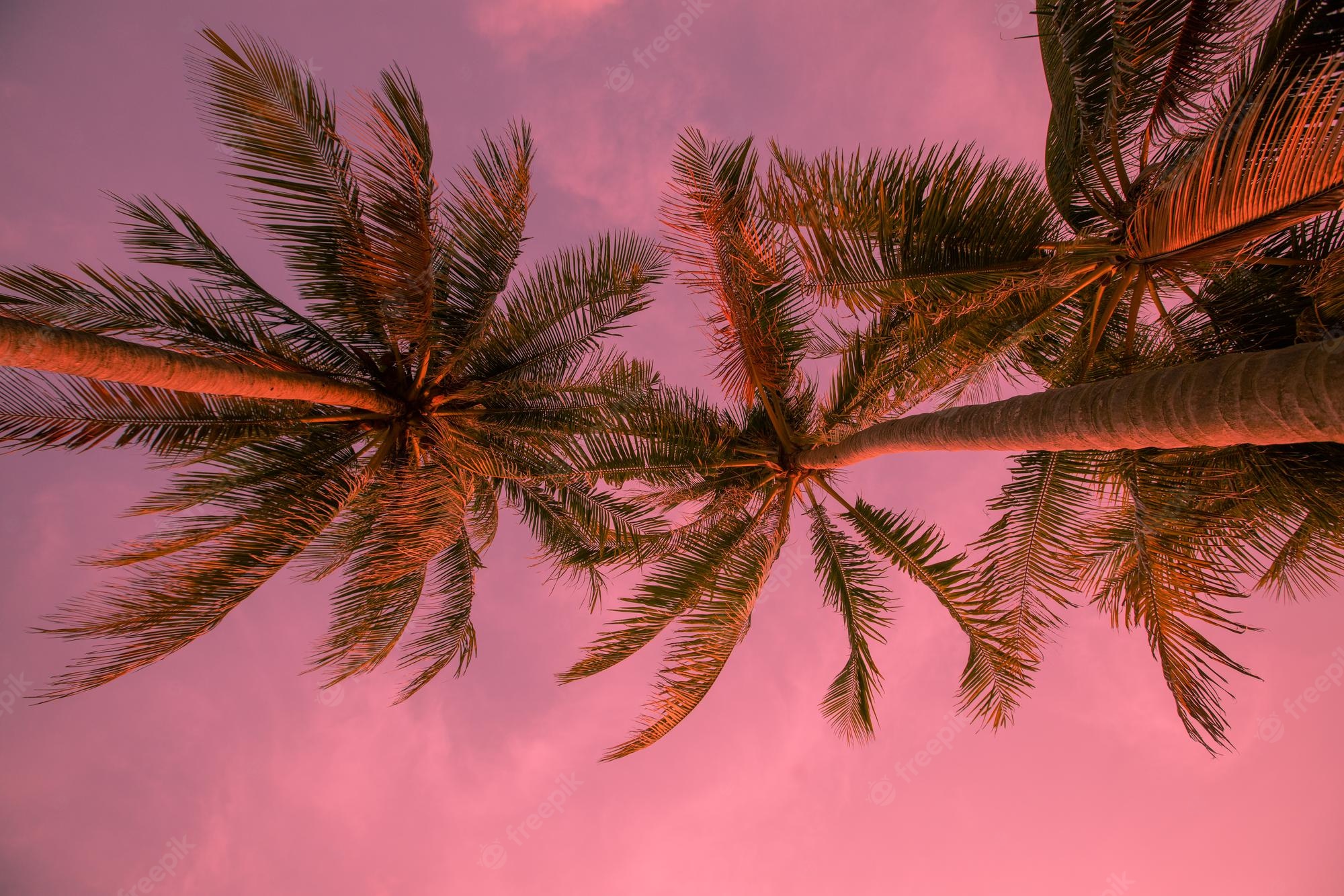 Pink Palm Tree Wallpapers