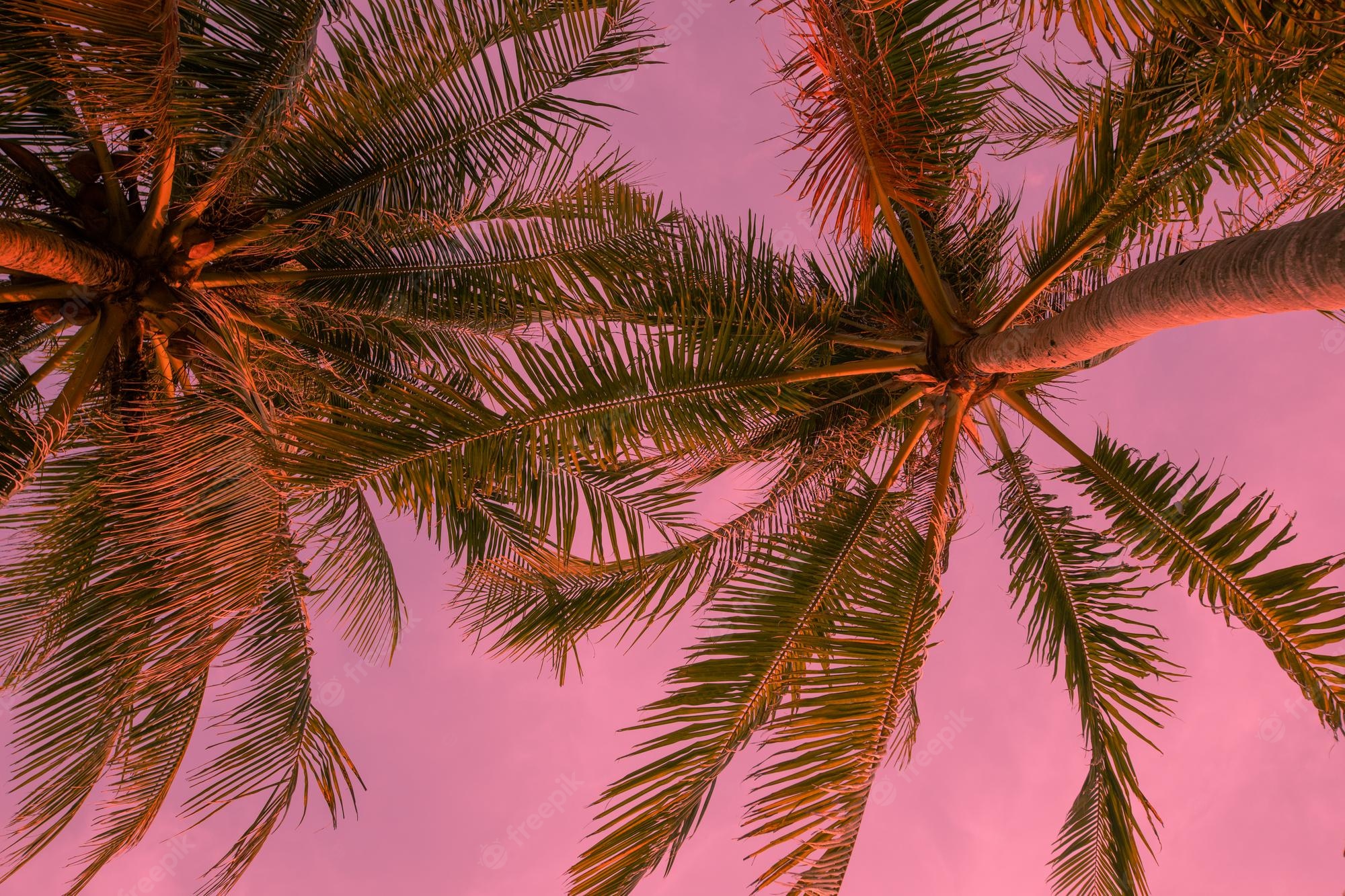 Pink Palm Tree Wallpapers