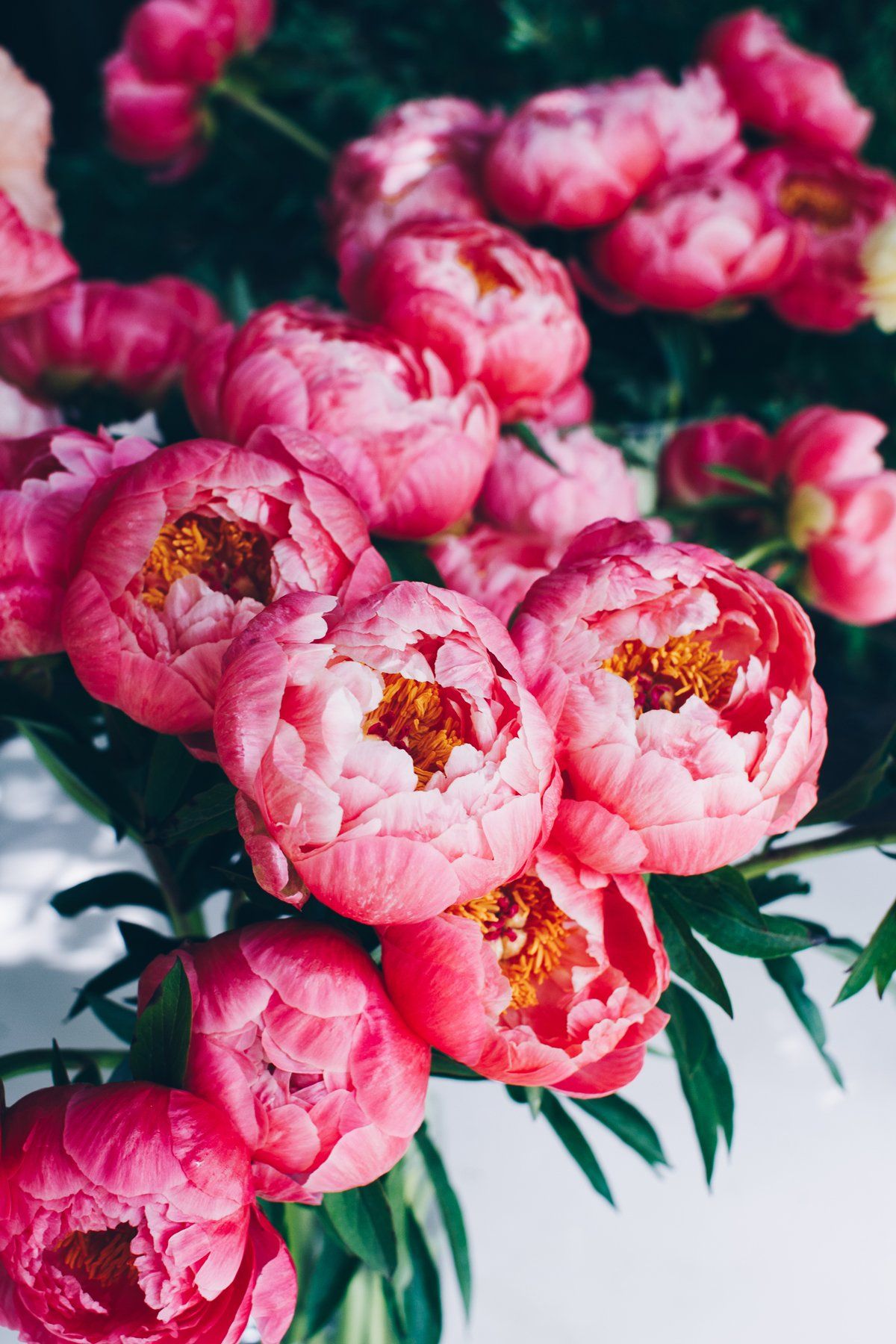 Pink Peonies Flower Wallpapers