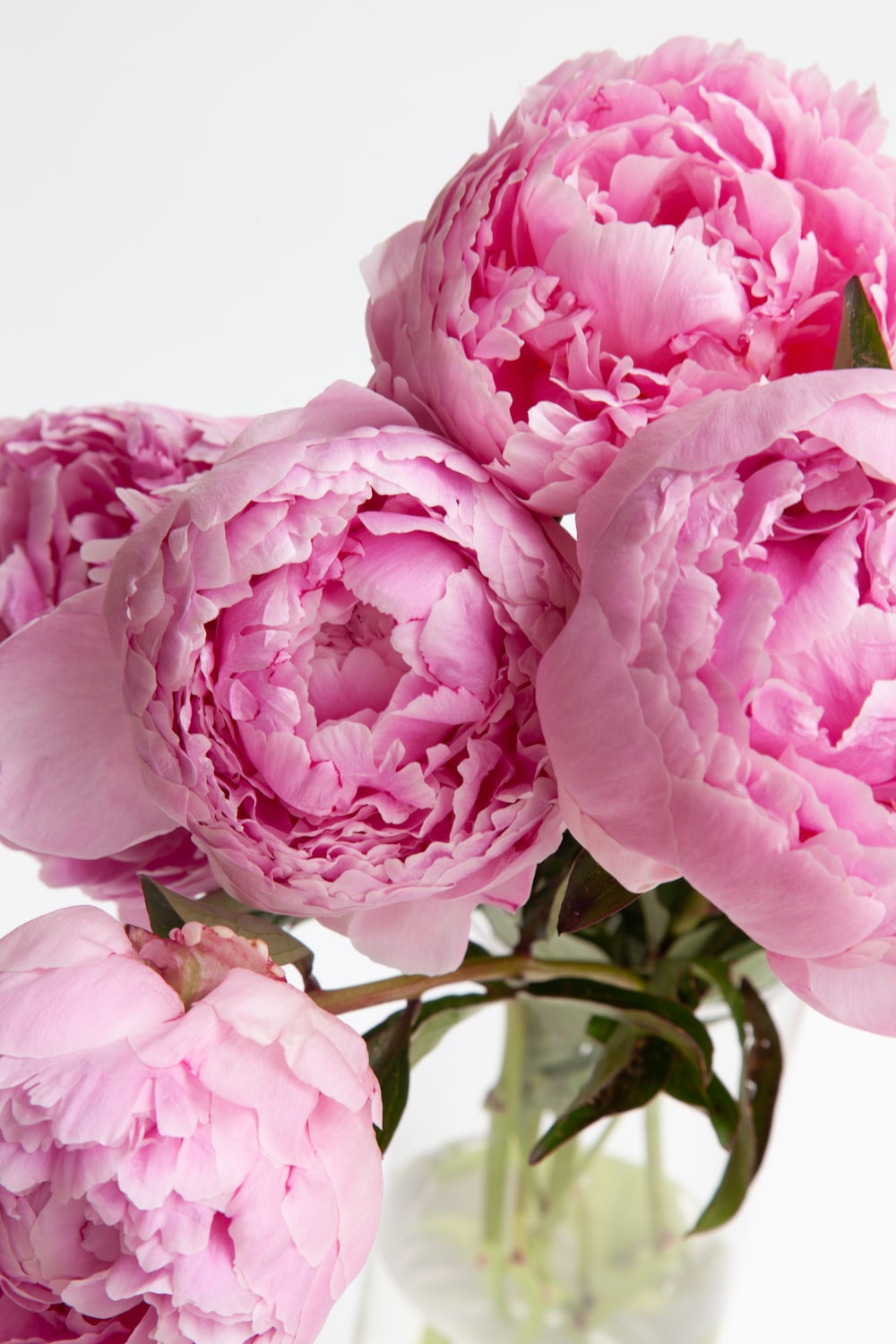 Pink Peonies Flower Wallpapers