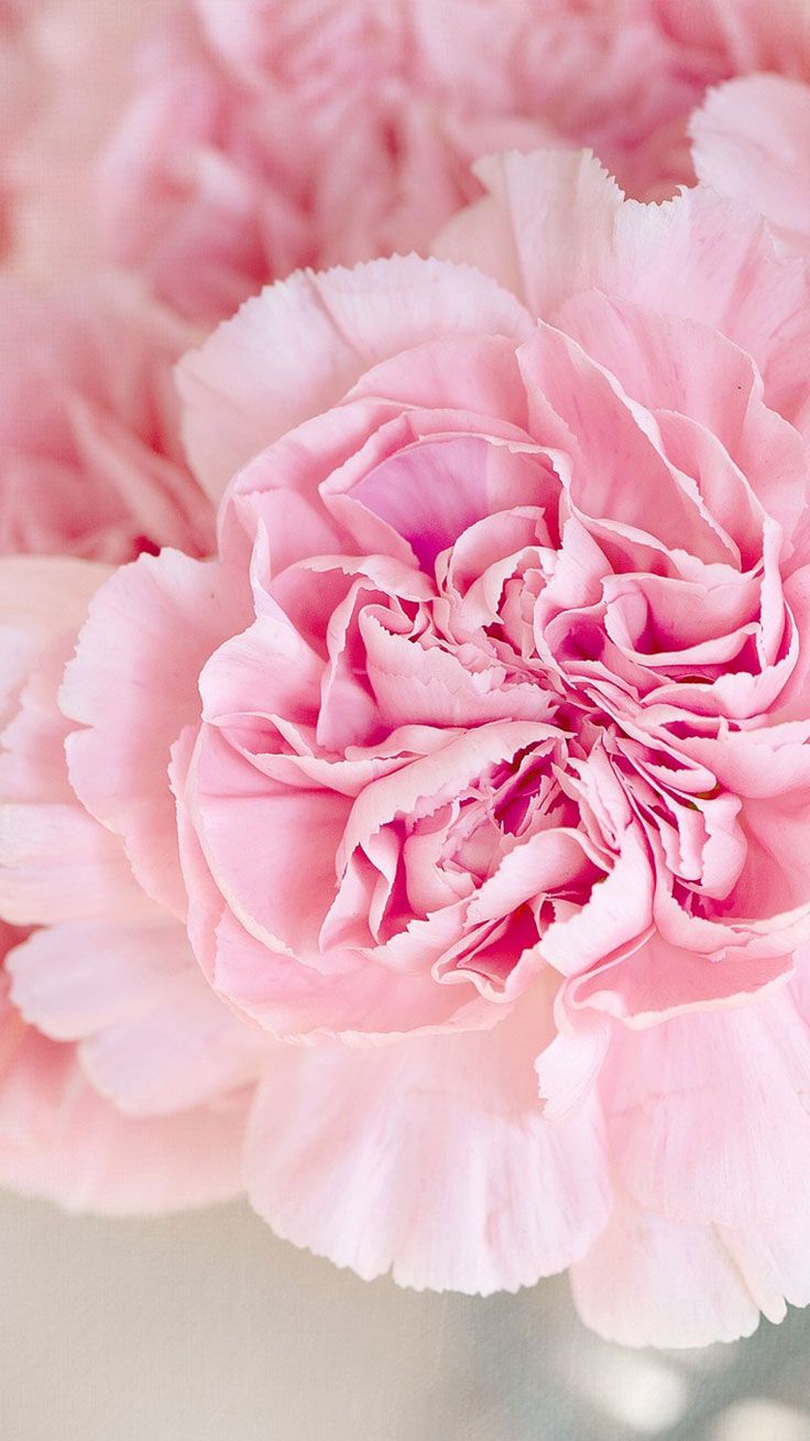 Pink Peonies Flower Wallpapers