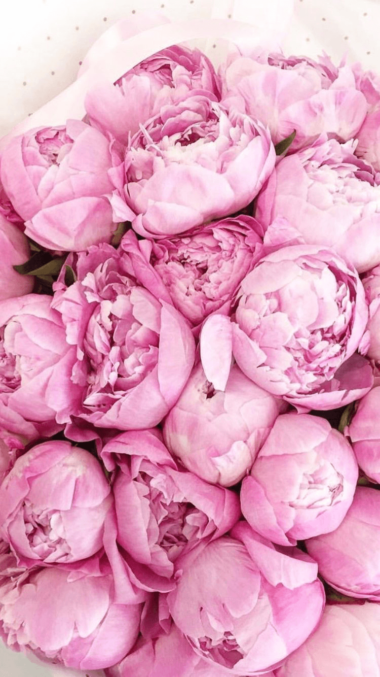 Pink Peonies Flower Wallpapers