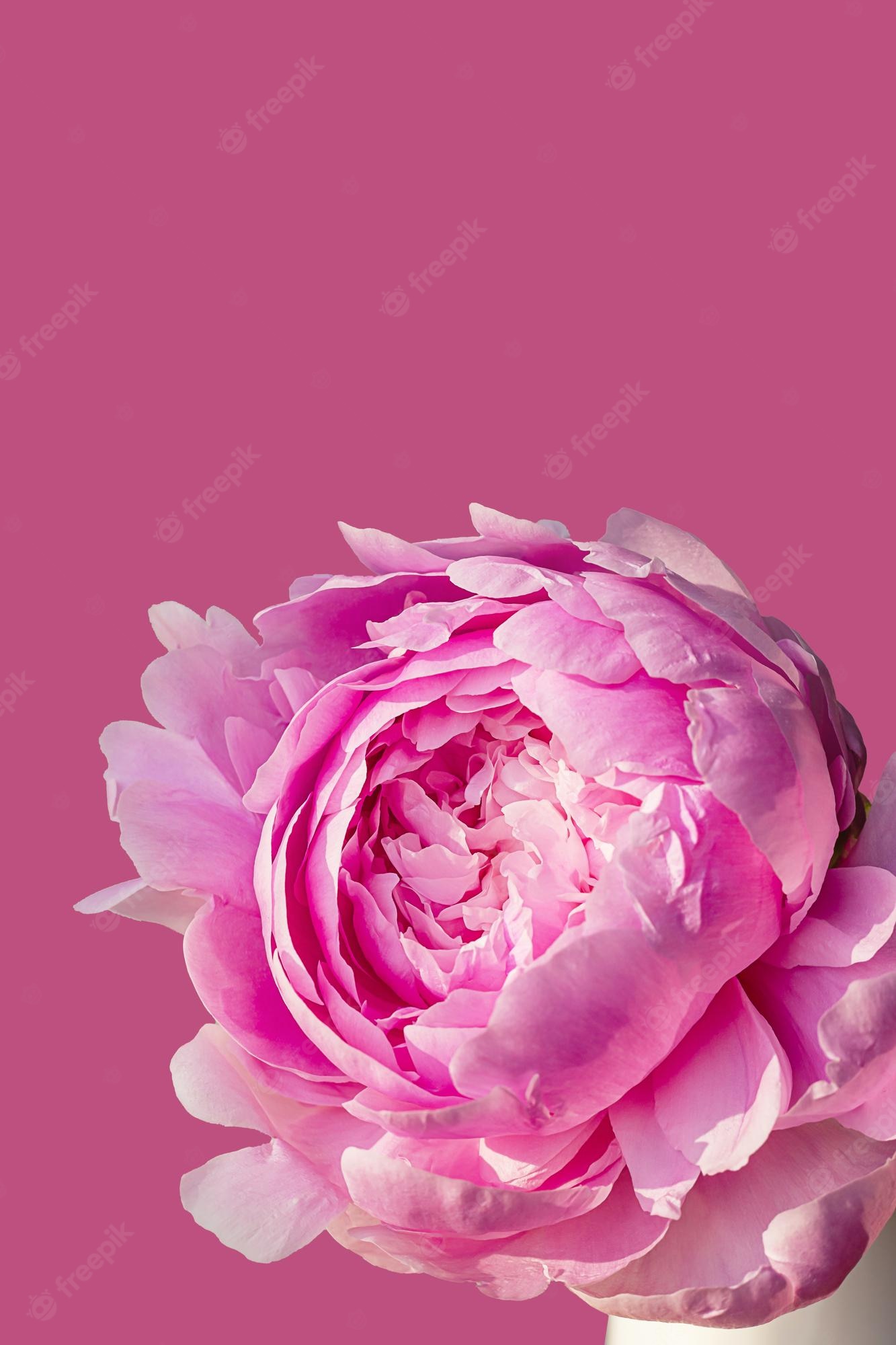 Pink Peonies Flower Wallpapers