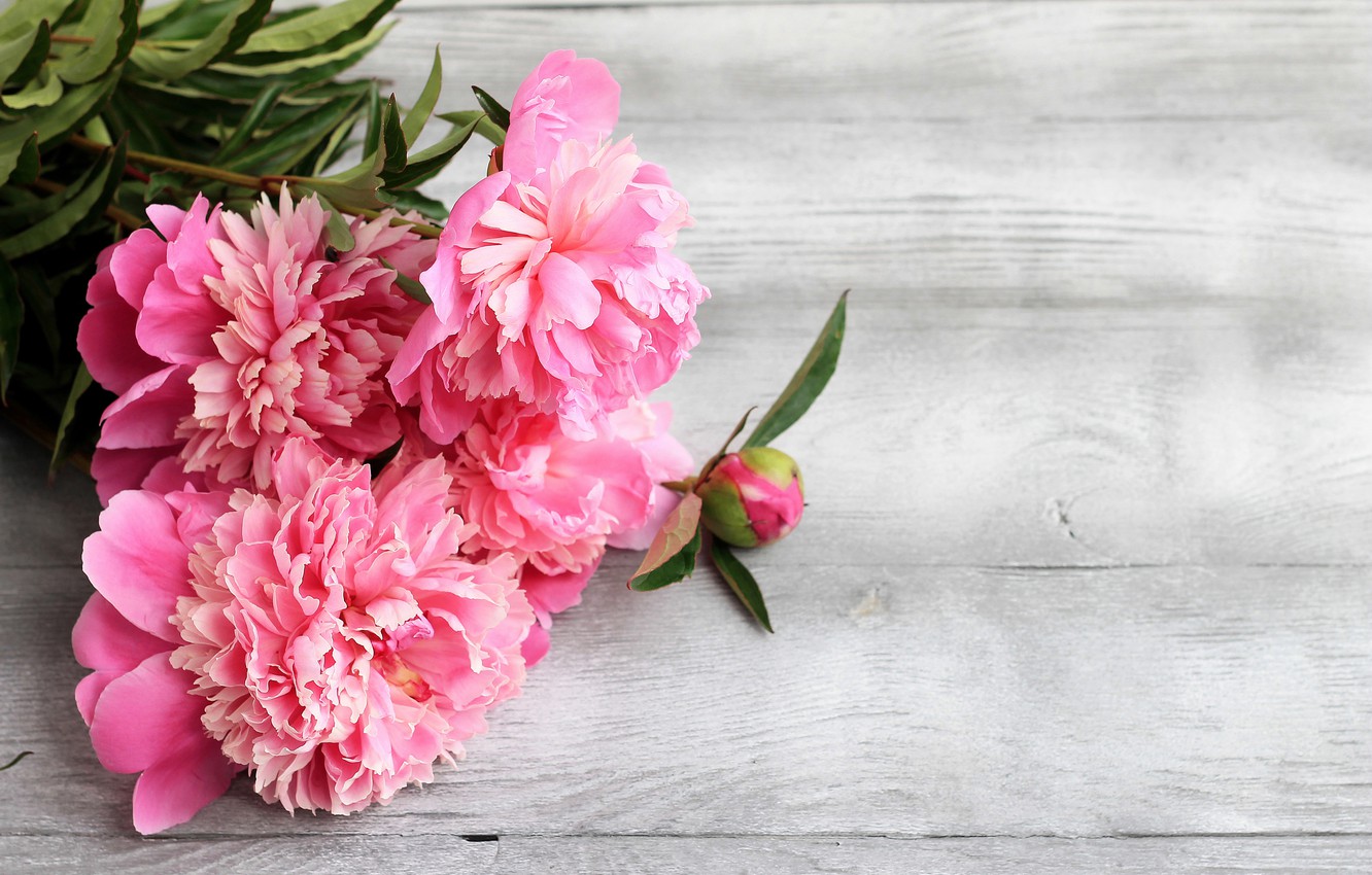 Pink Peonies Flower Wallpapers