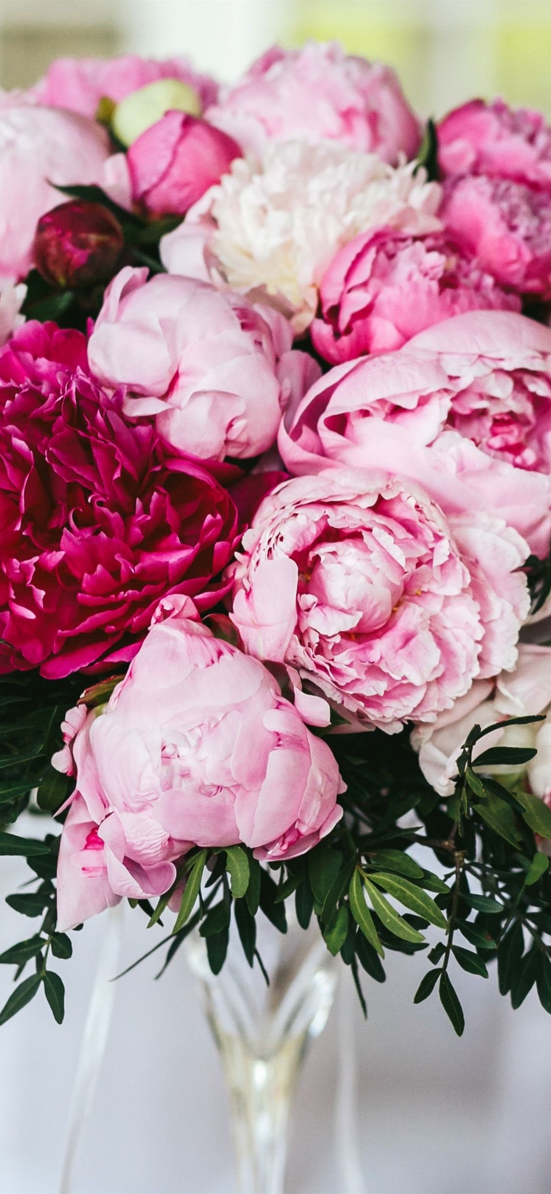 Pink Peonies Flower Wallpapers