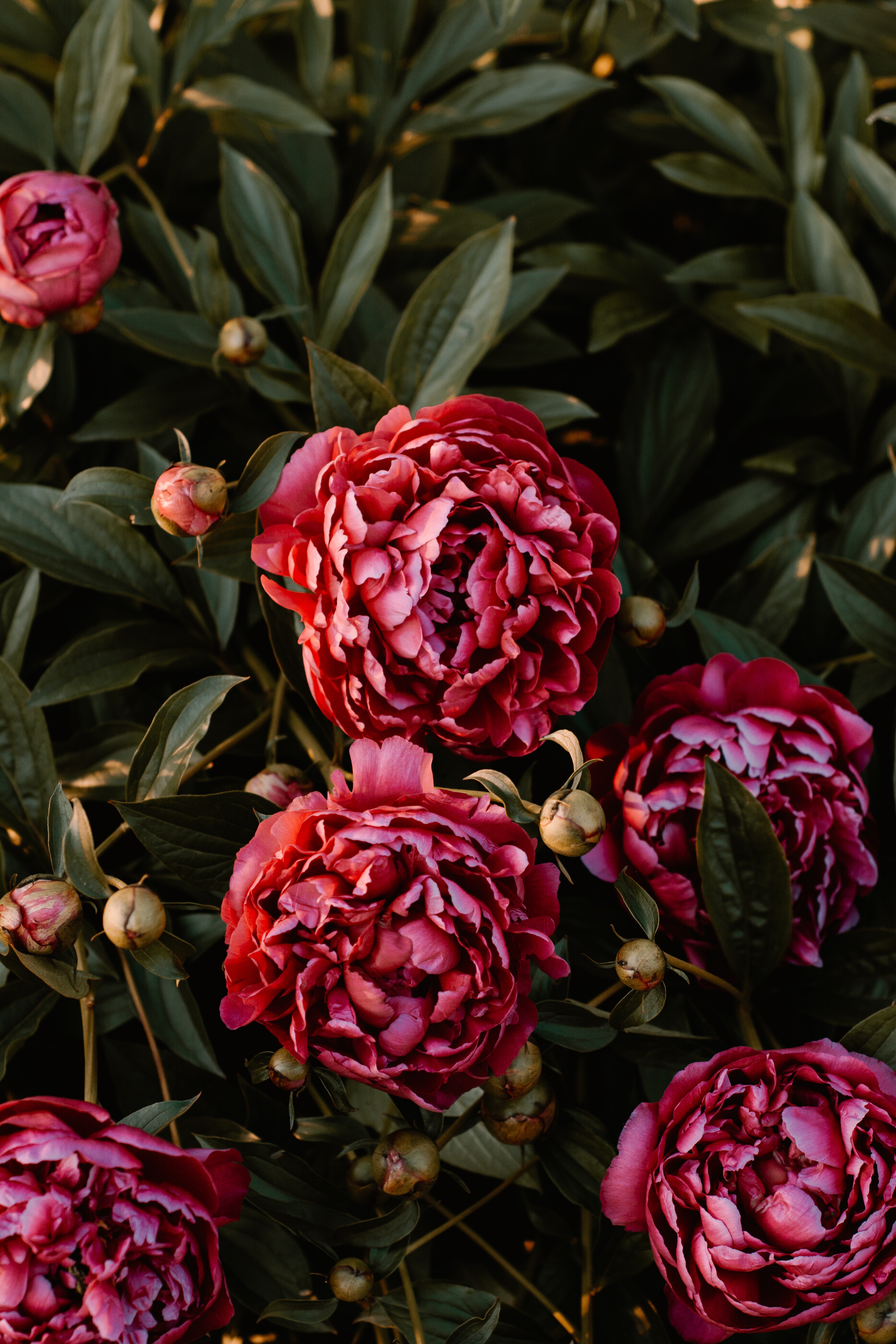 Pink Peonies Flower Wallpapers