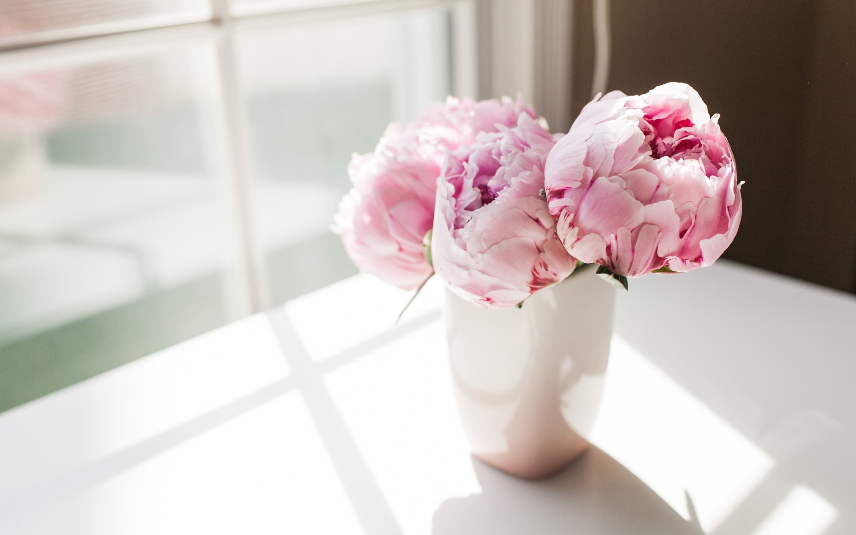 Pink Peonies Flower Wallpapers