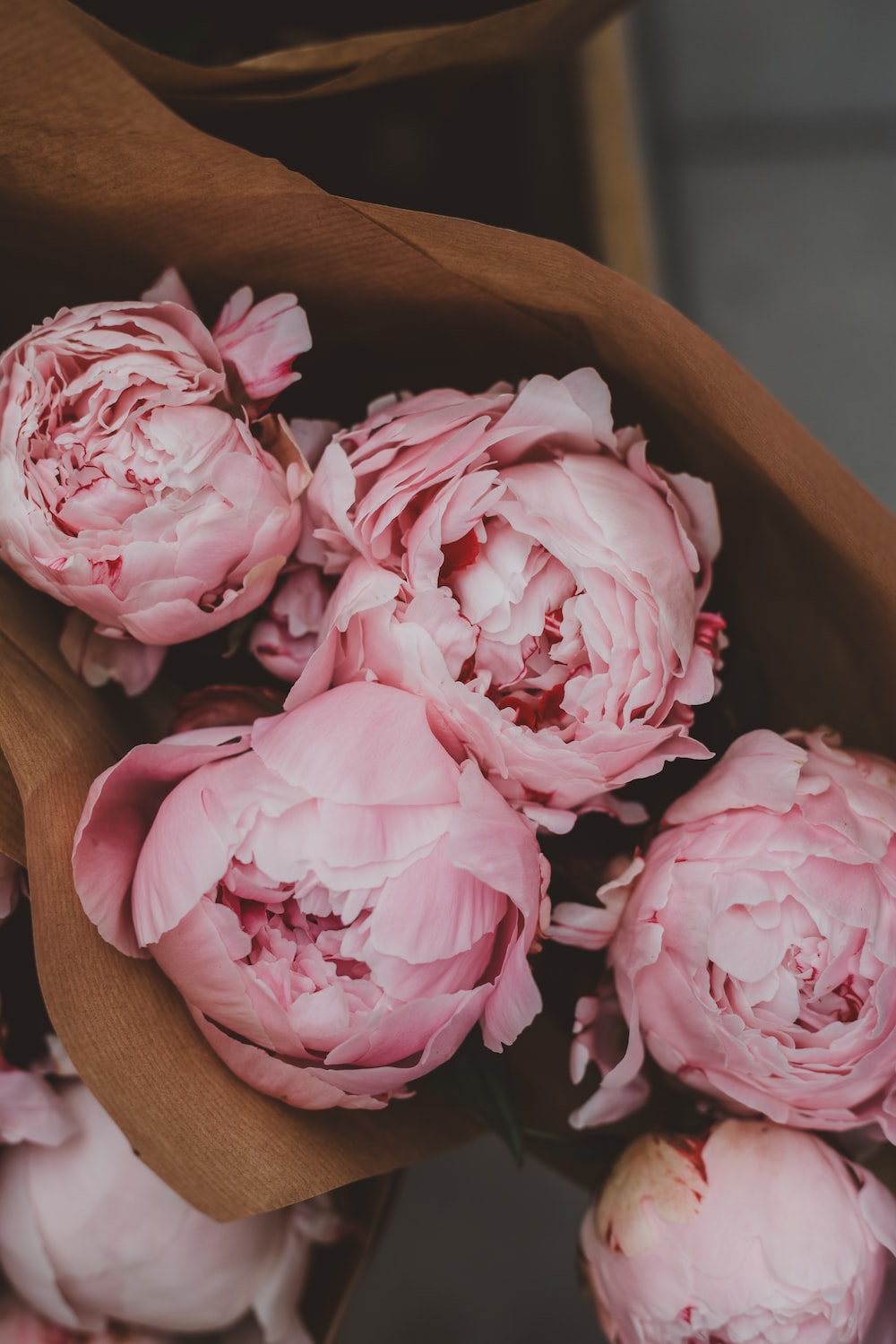 Pink Peonies Flower Wallpapers