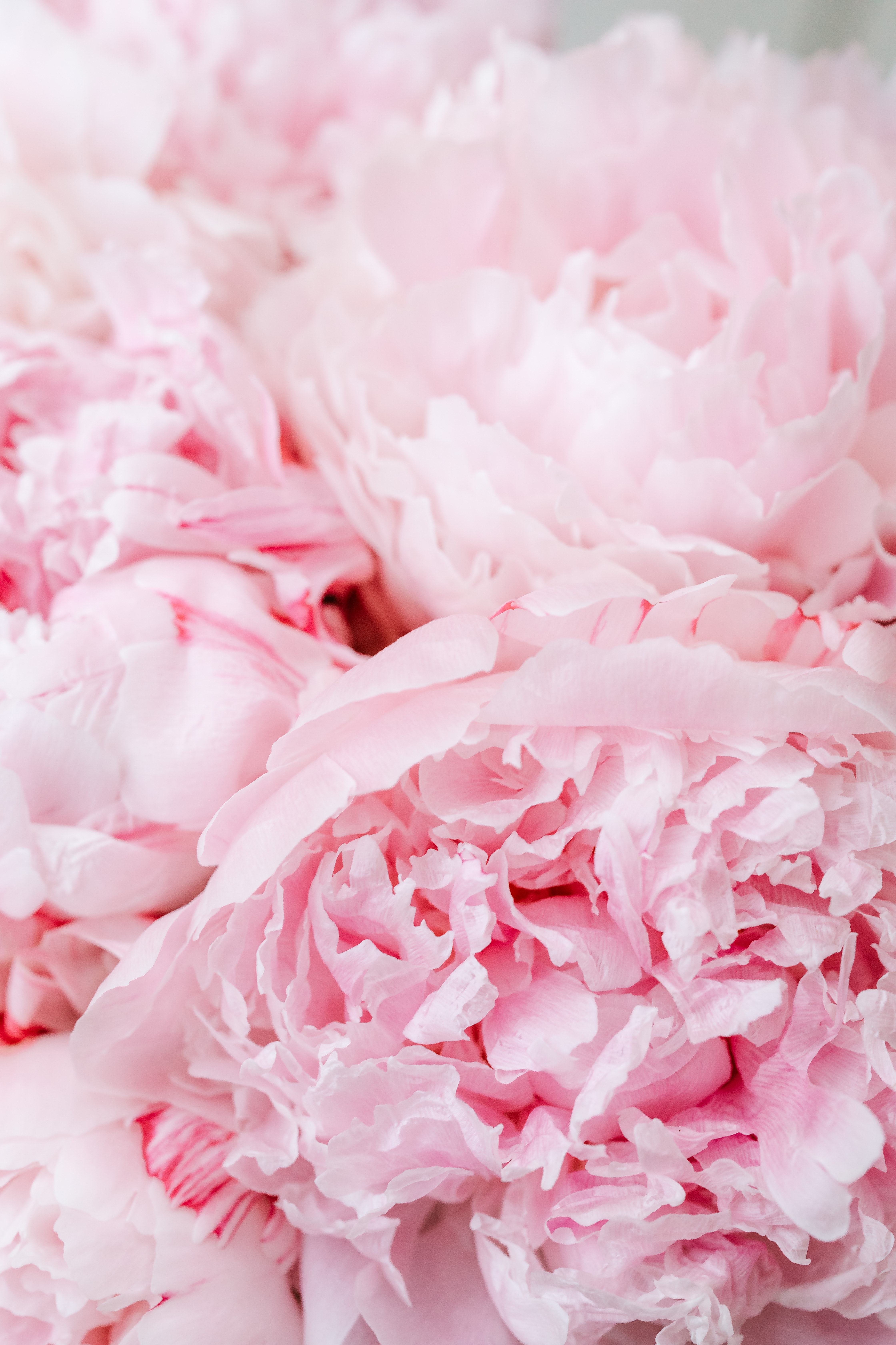 Pink Peony Wallpapers