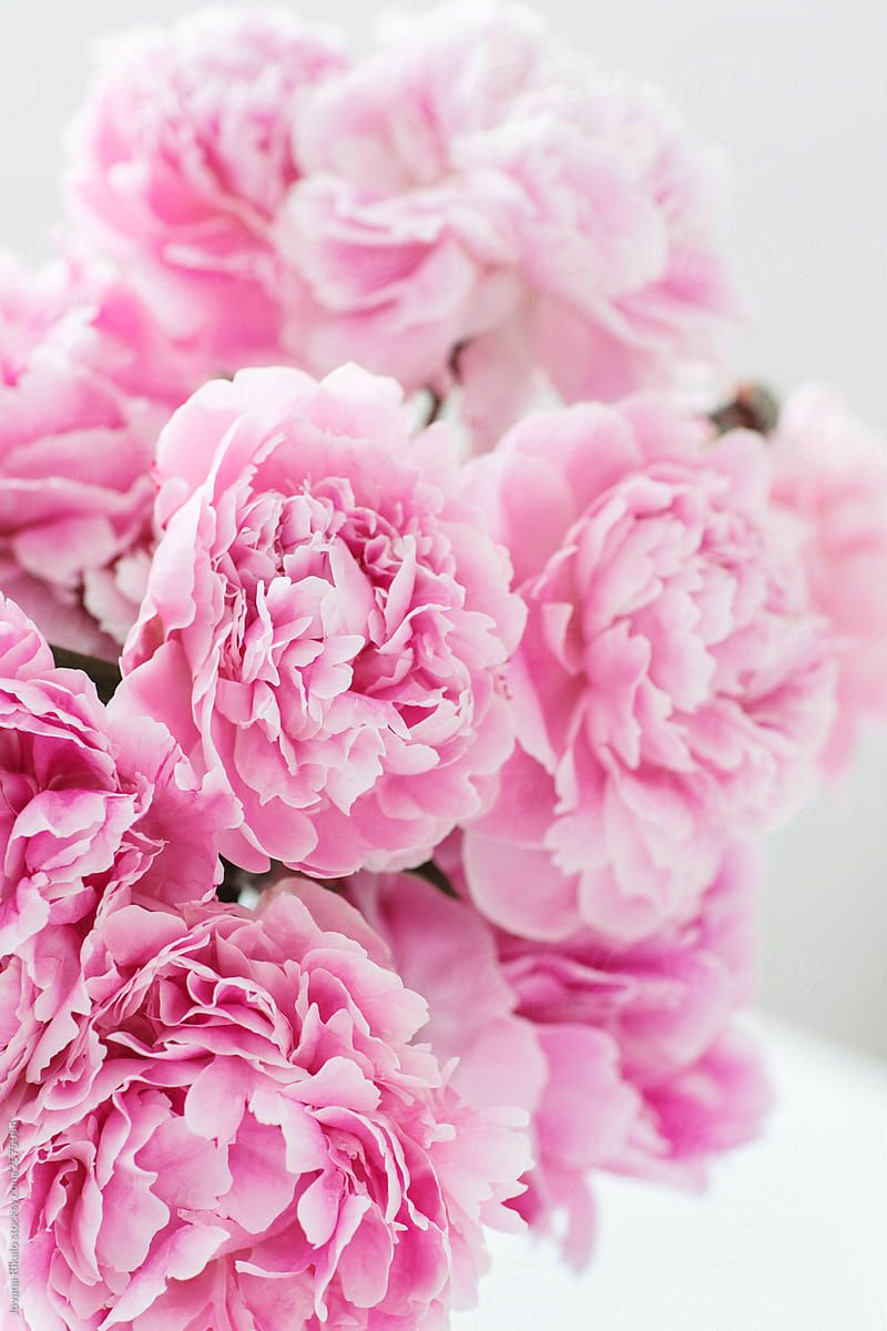 Pink Peony Wallpapers