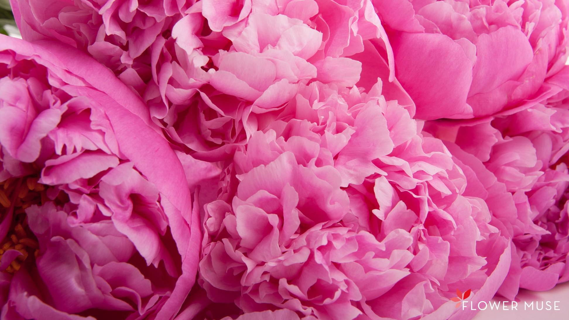 Pink Peony Wallpapers