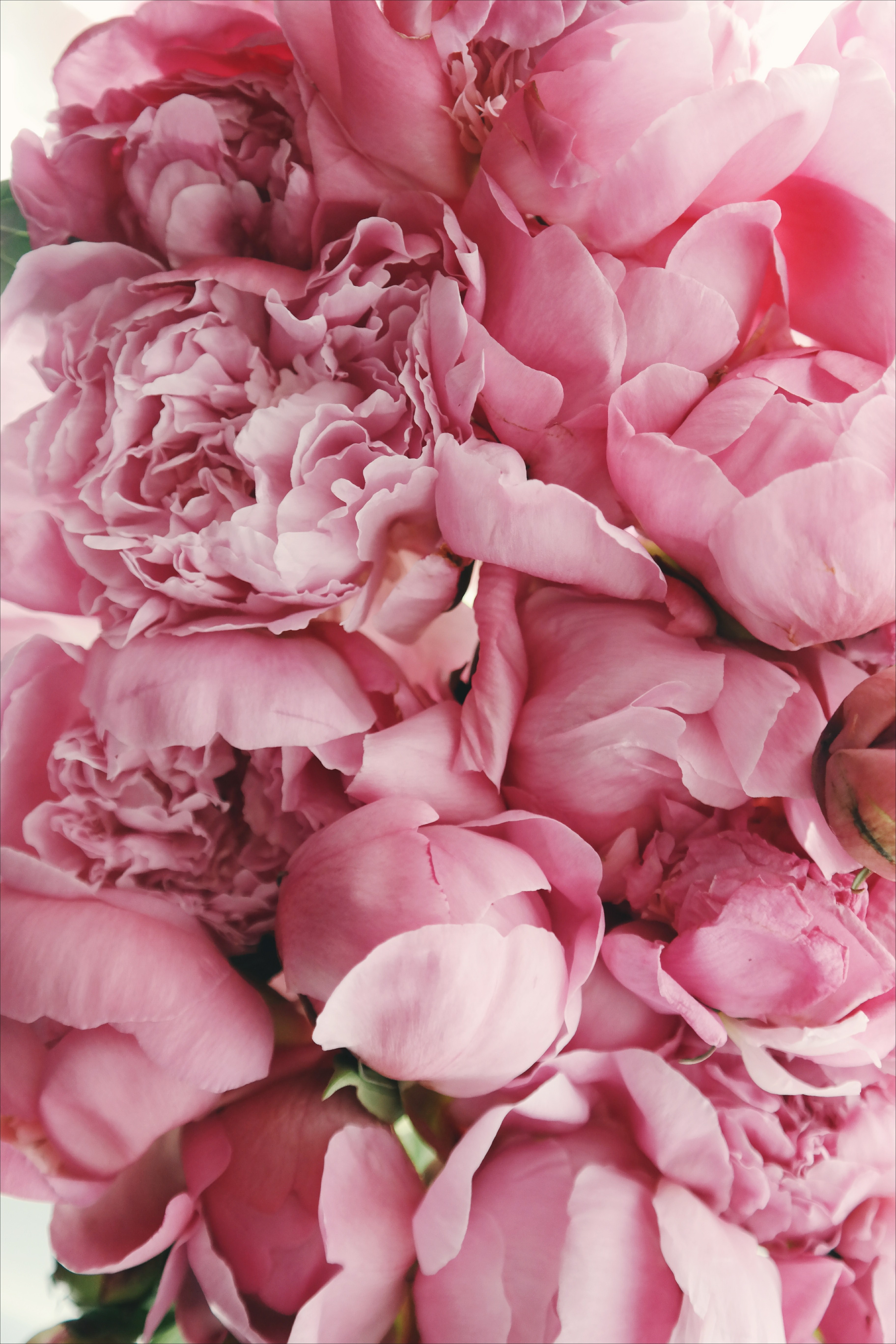 Pink Peony Wallpapers