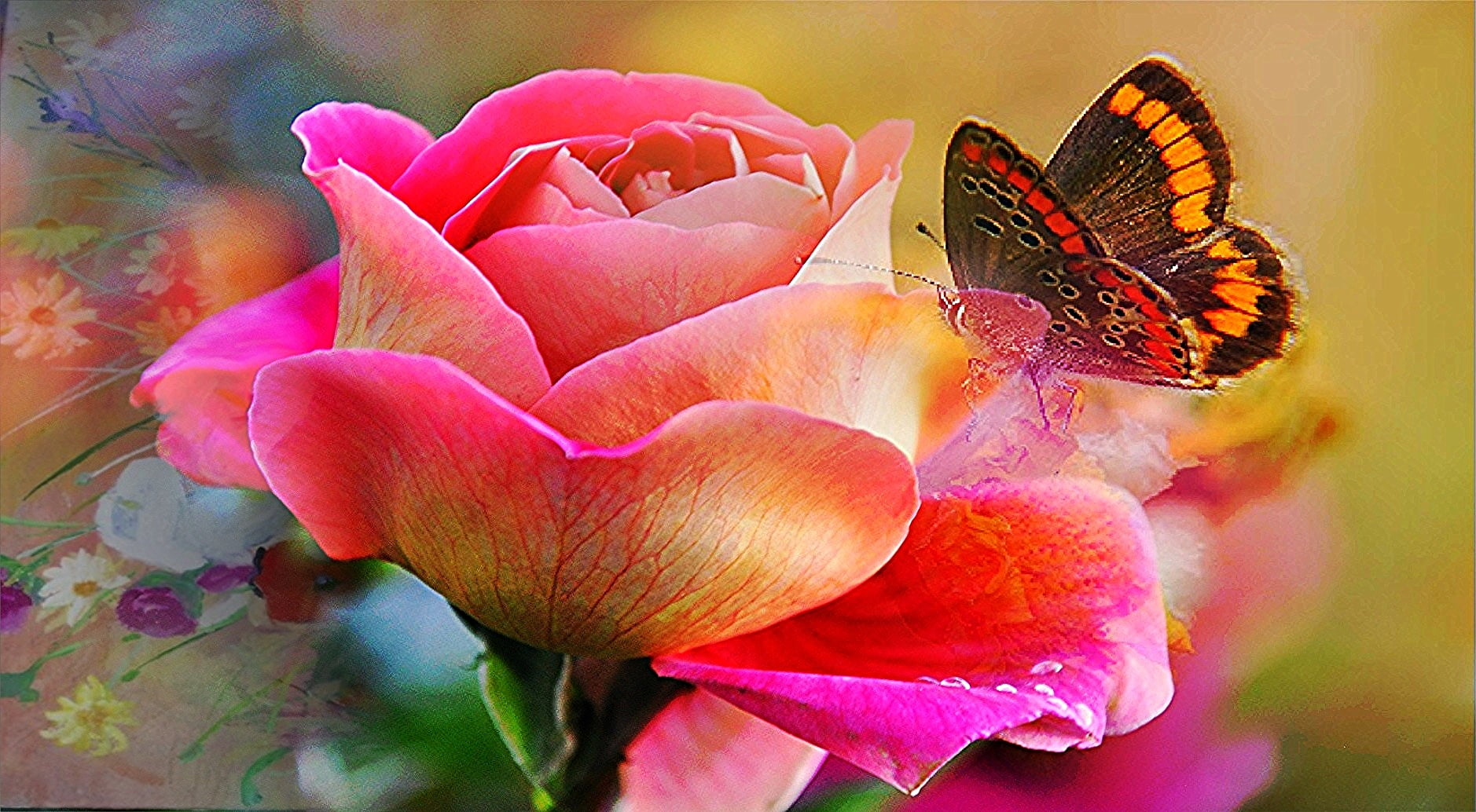 Pink Roses And Butterfly Wallpapers