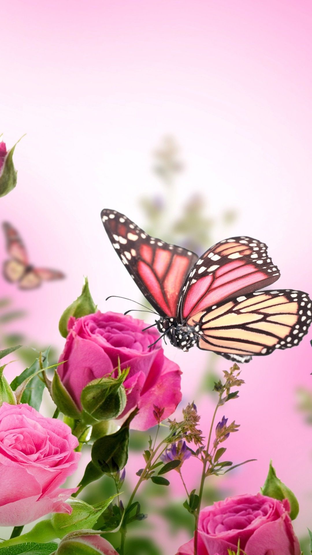 Pink Roses And Butterfly Wallpapers