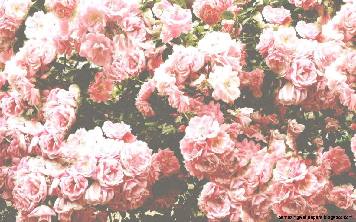 Pink Roses Vintage Wallpapers