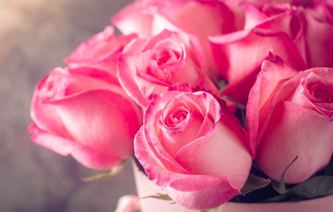 Pink Roses Vintage Wallpapers