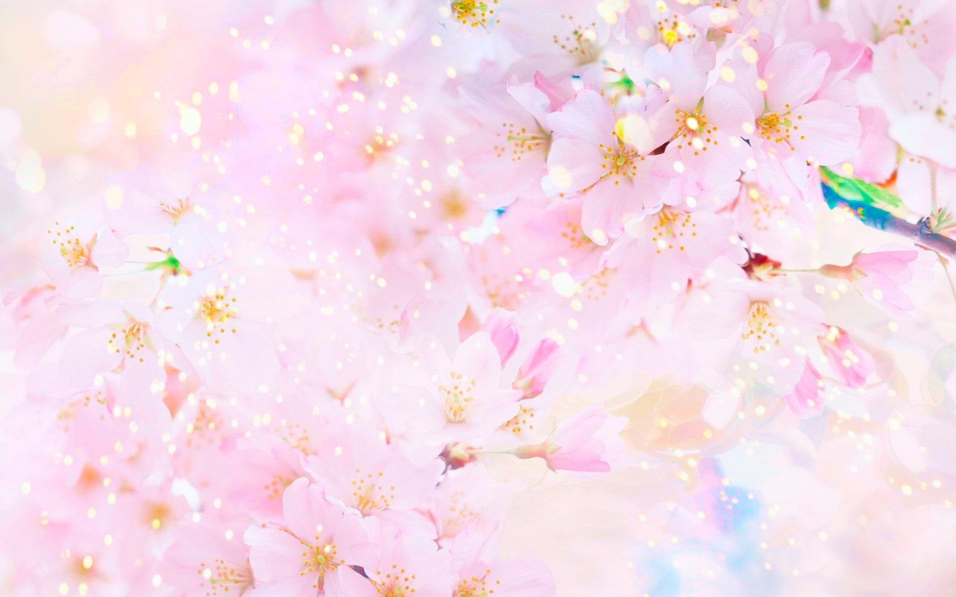 Pink Sakura Wallpapers