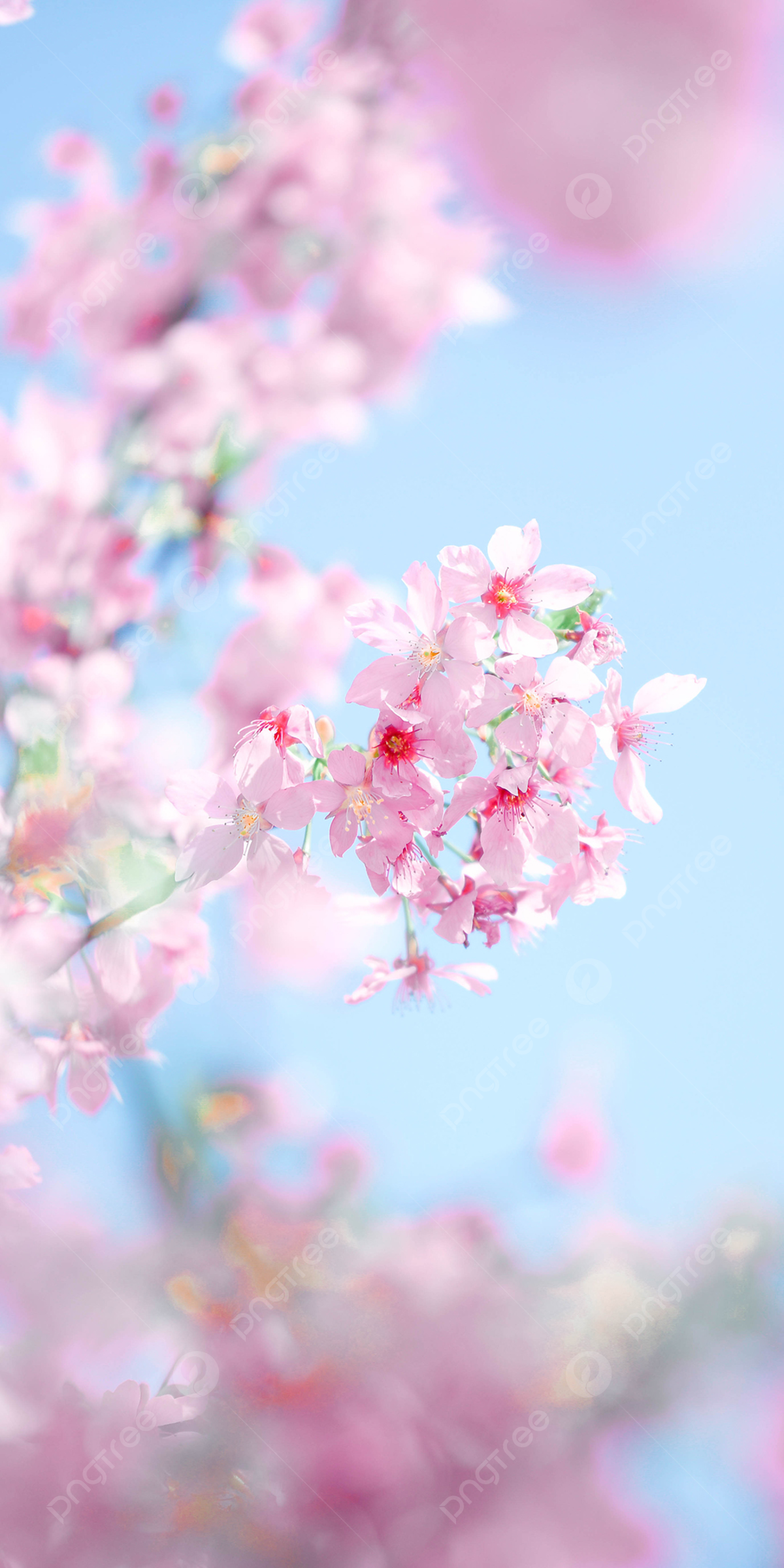 Pink Sakura Wallpapers