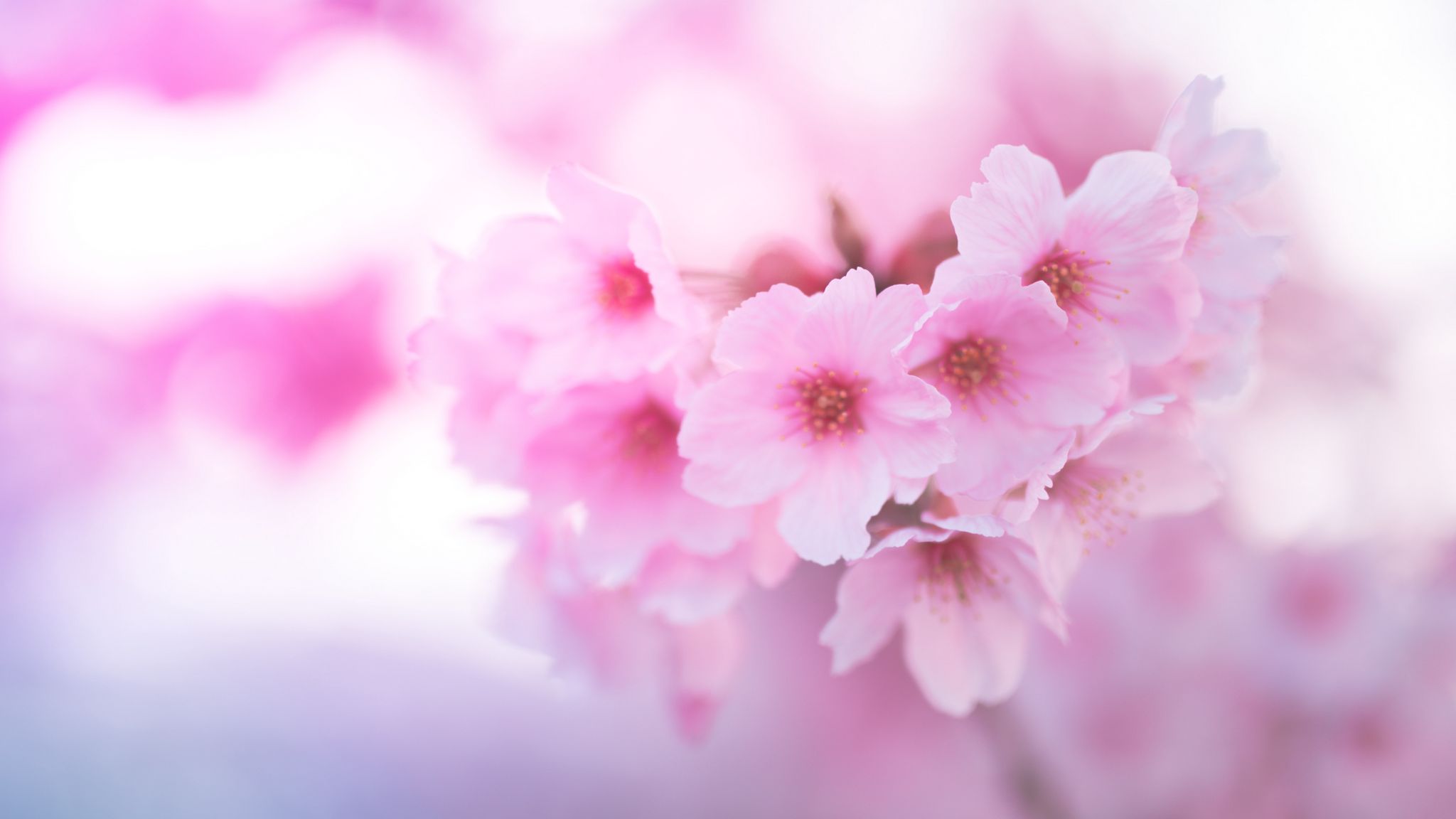 Pink Sakura Wallpapers