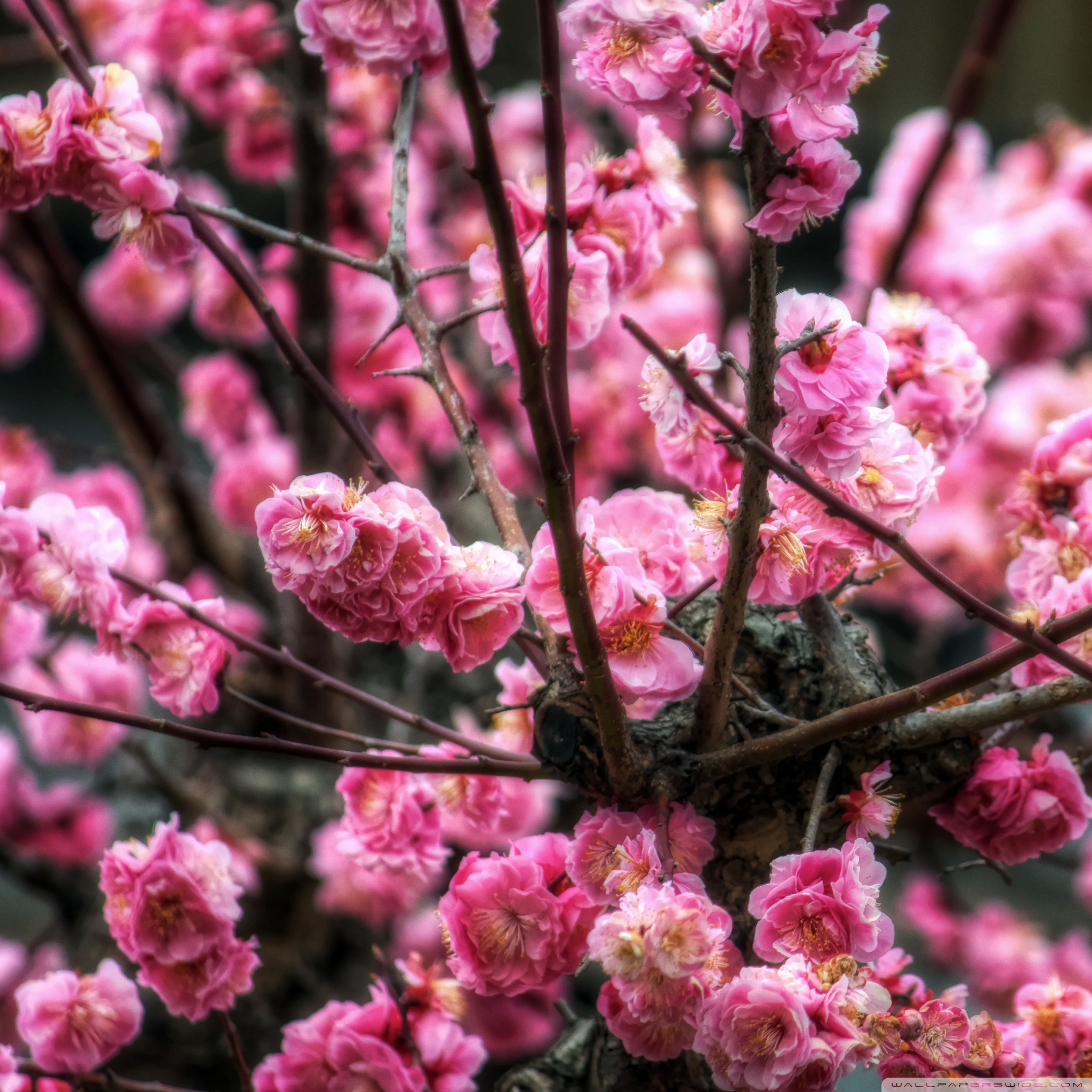 Pink Sakura Wallpapers