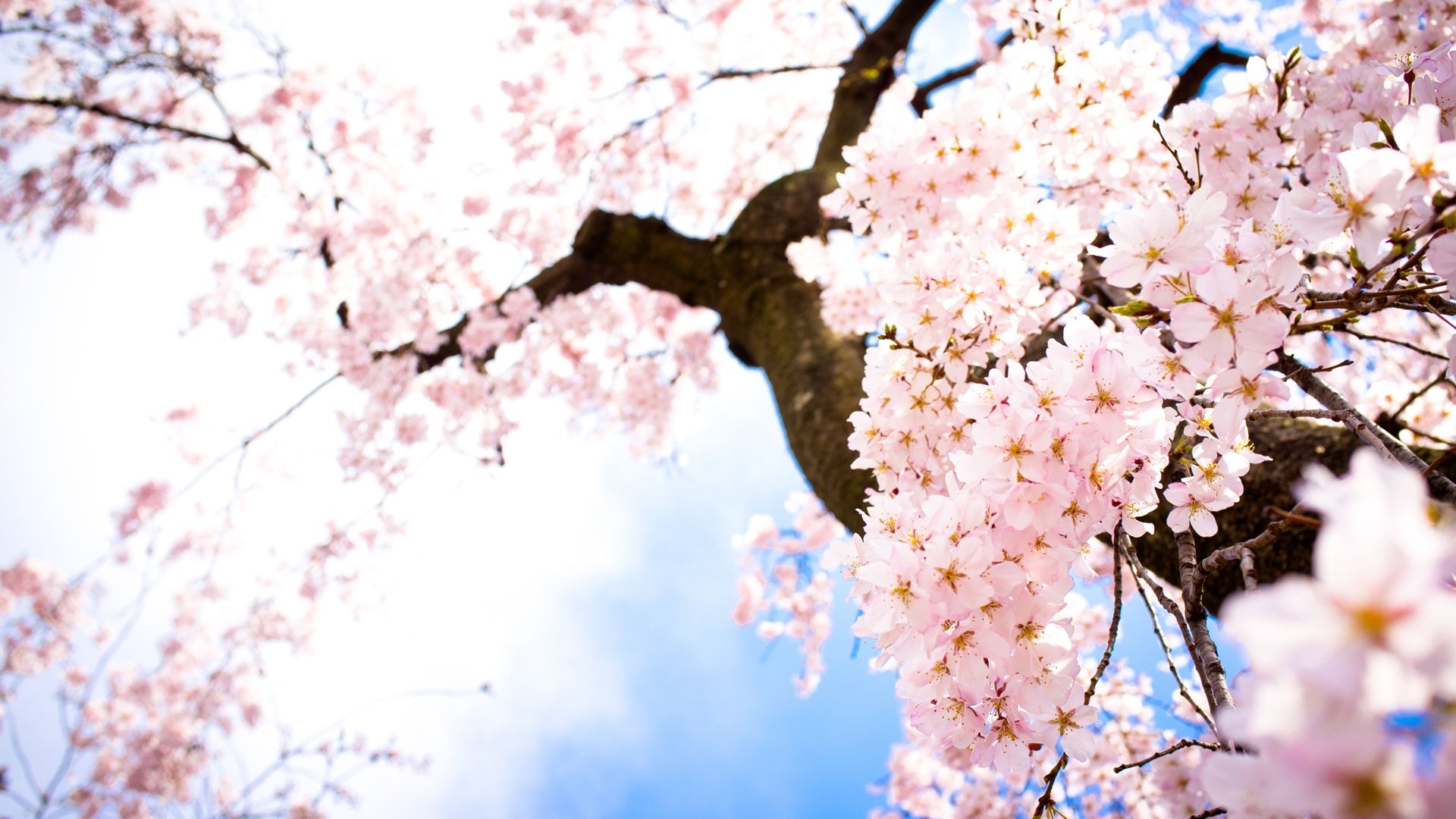 Pink Sakura Tree Anime Aesthetic Wallpapers