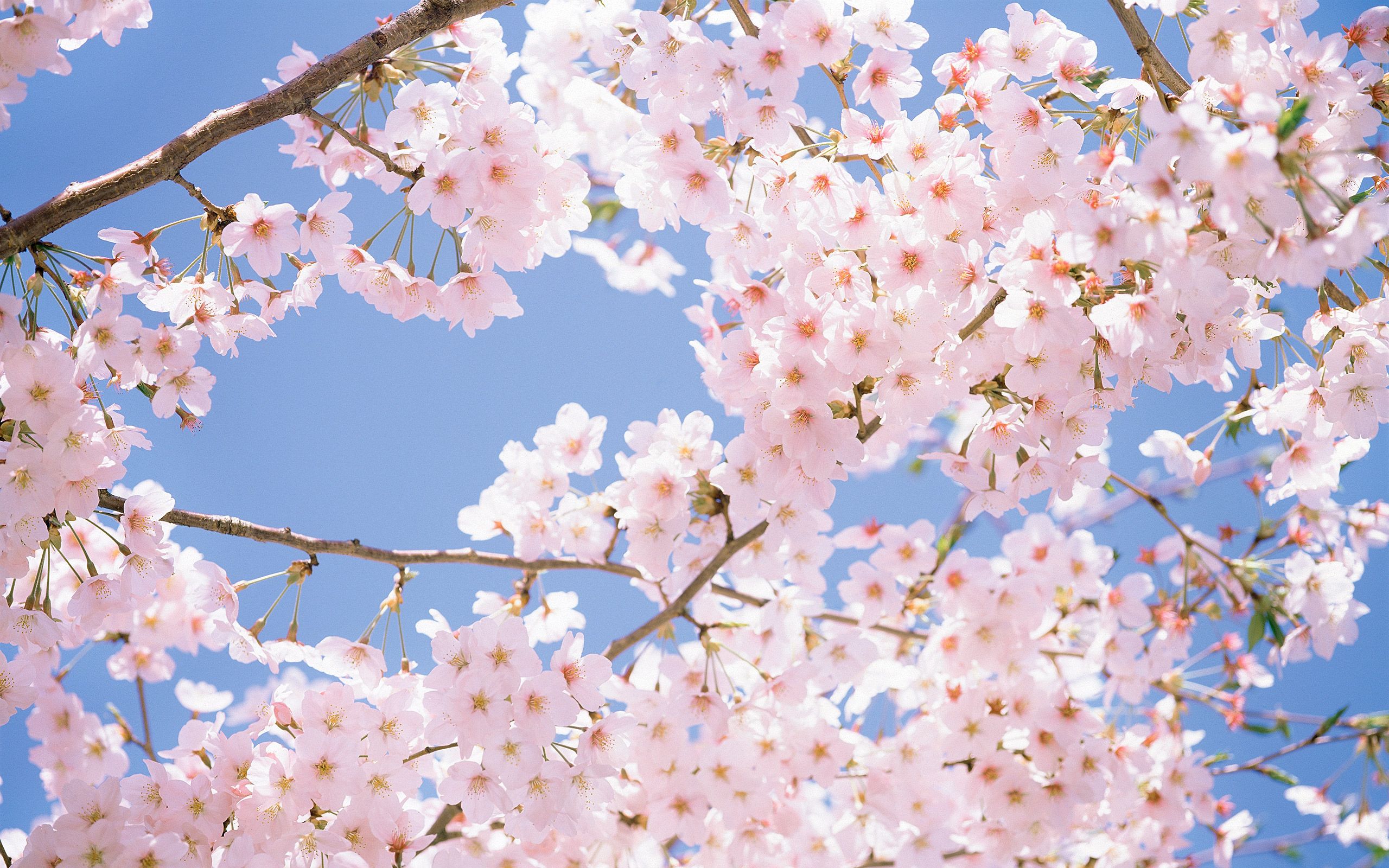 Pink Sakura Tree Anime Aesthetic Wallpapers