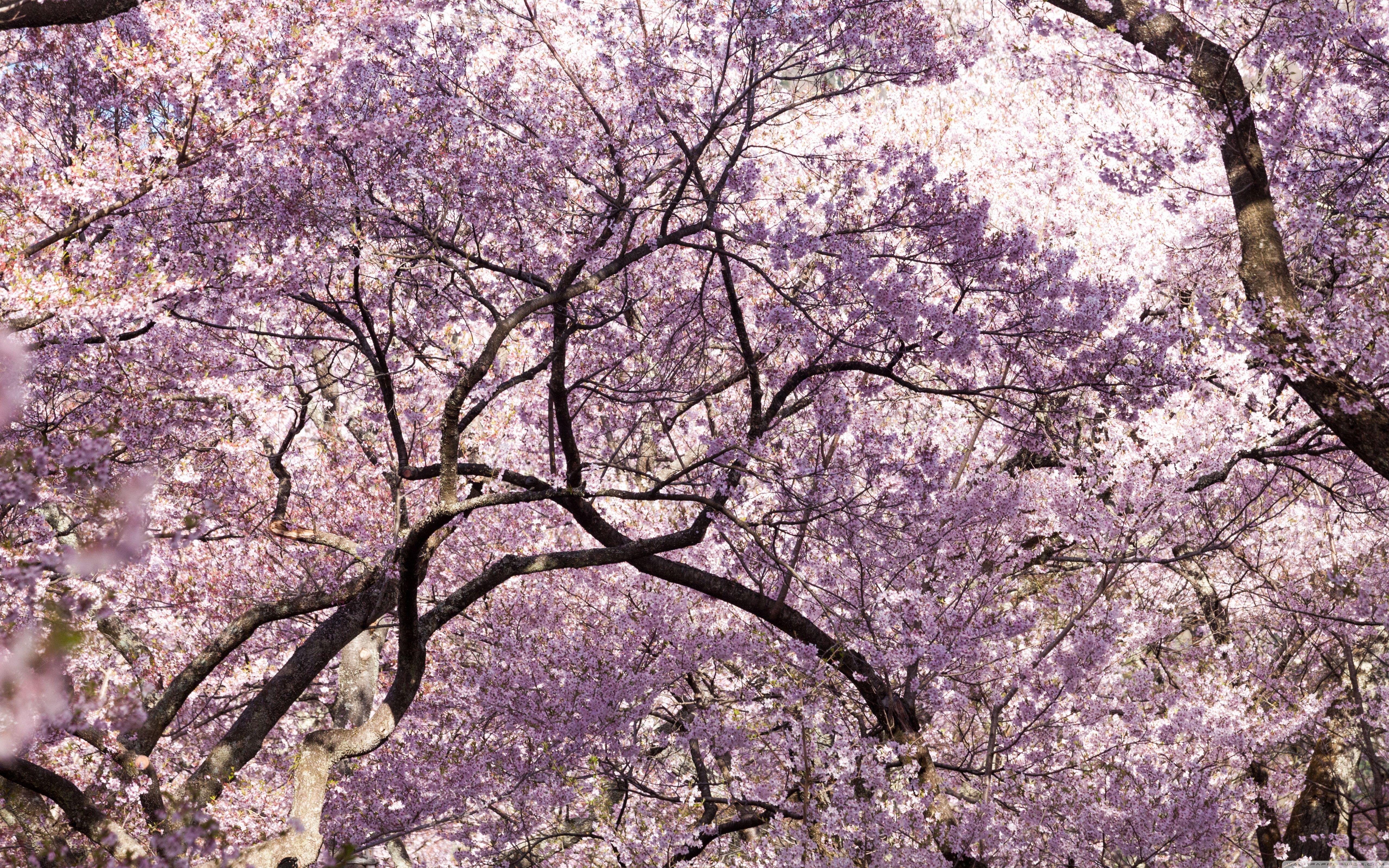 Pink Sakura Tree Anime Aesthetic Wallpapers