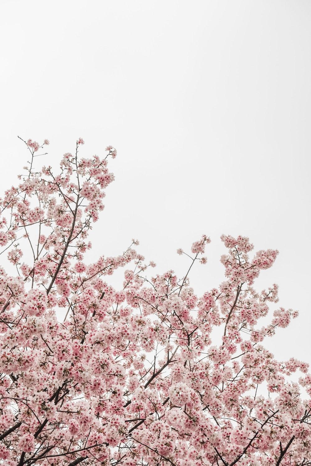 Pink Sakura Tree Anime Aesthetic Wallpapers