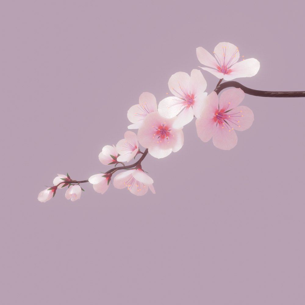 Pink Sakura Tree Anime Aesthetic Wallpapers