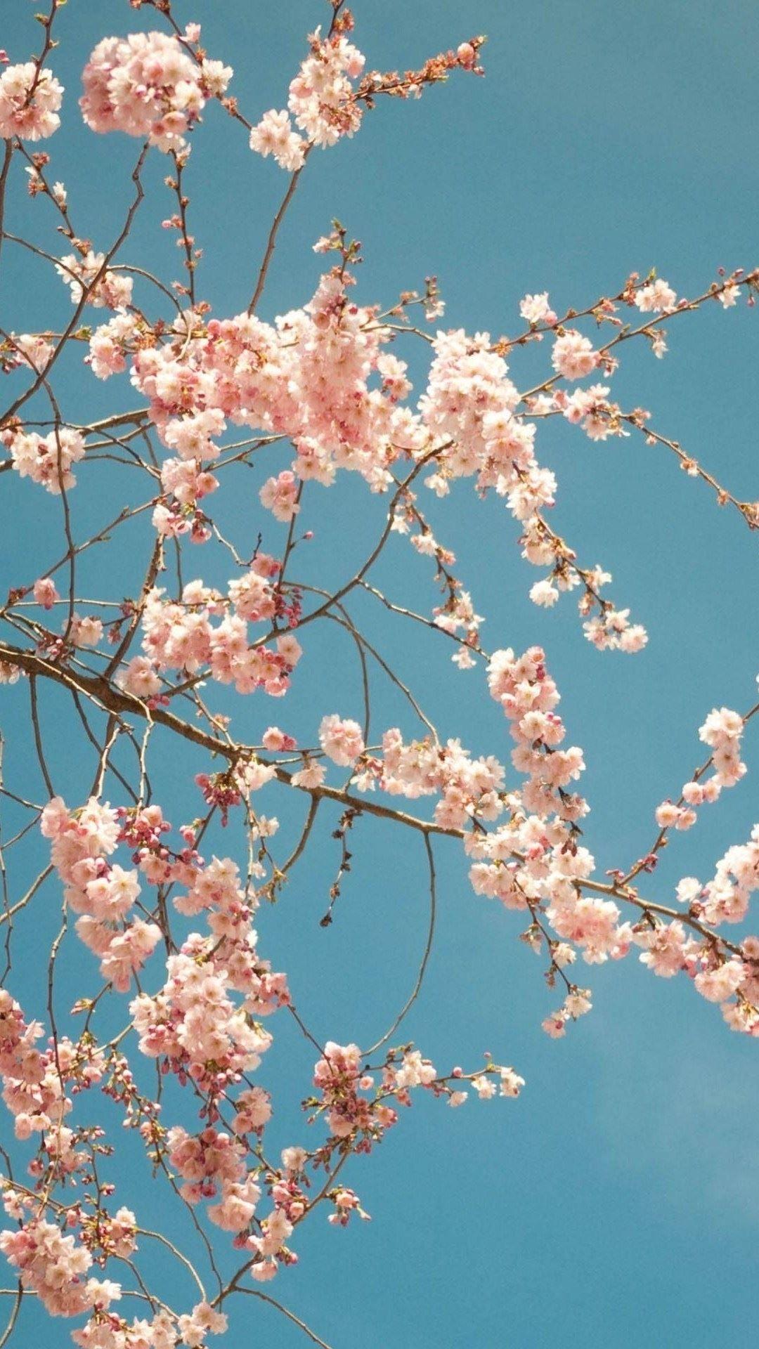 Pink Sakura Tree Anime Aesthetic Wallpapers