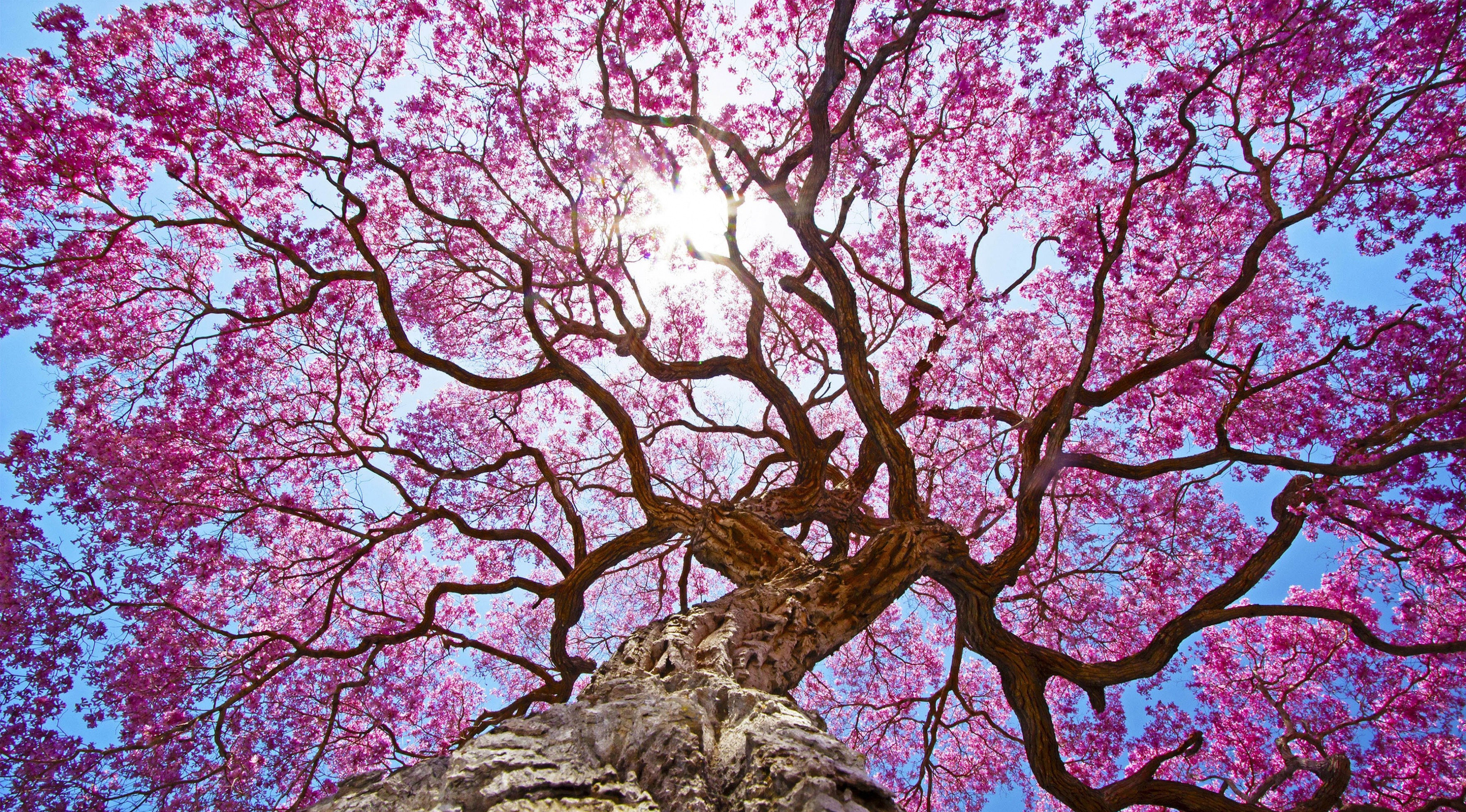 Pink Tree Wallpapers