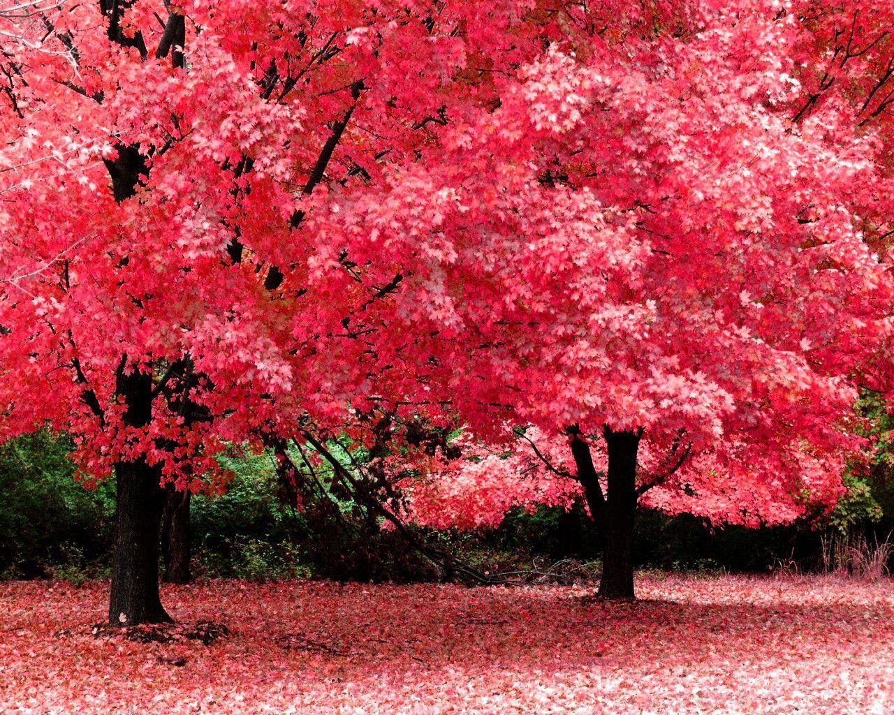 Pink Tree Wallpapers