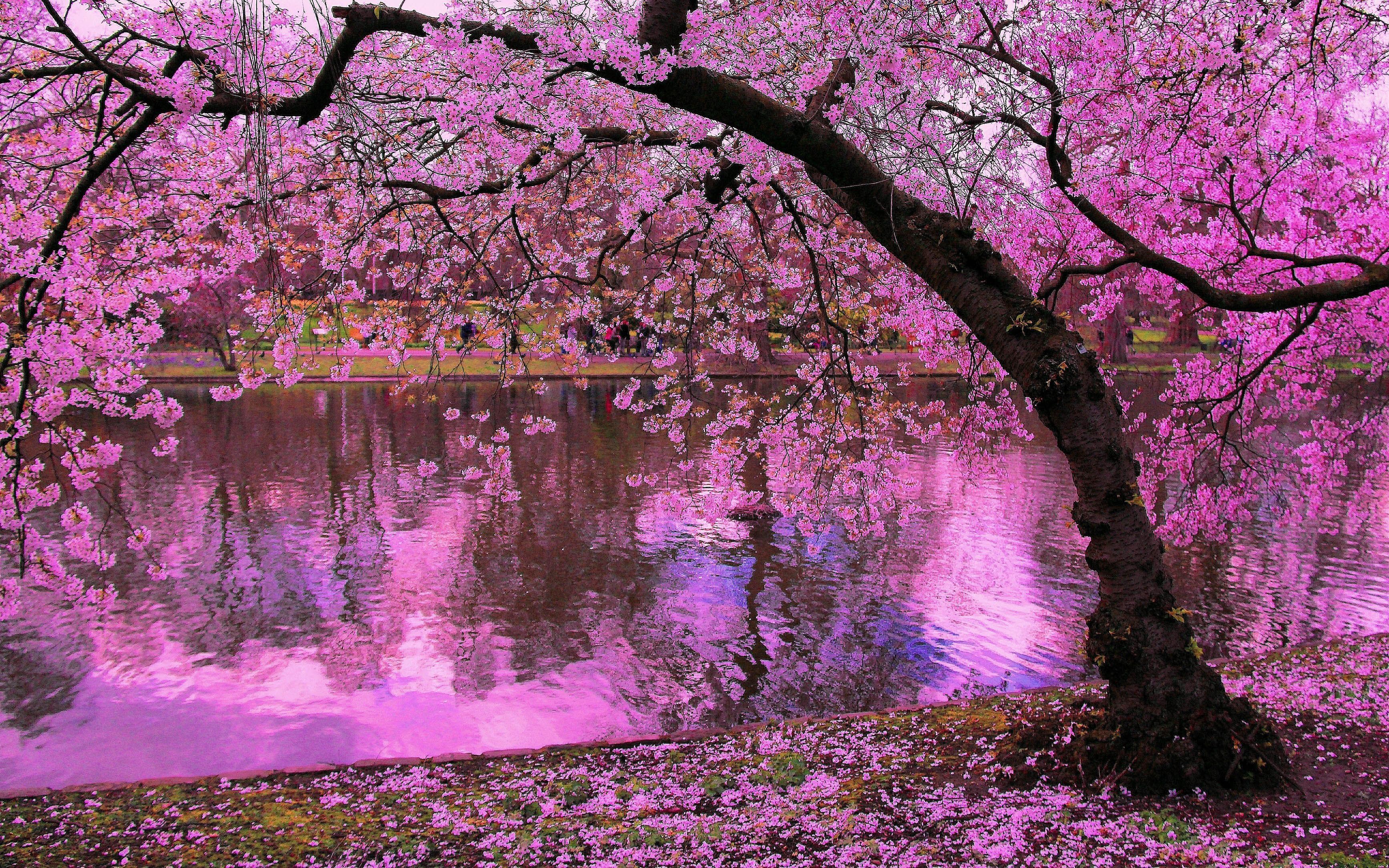 Pink Tree Wallpapers