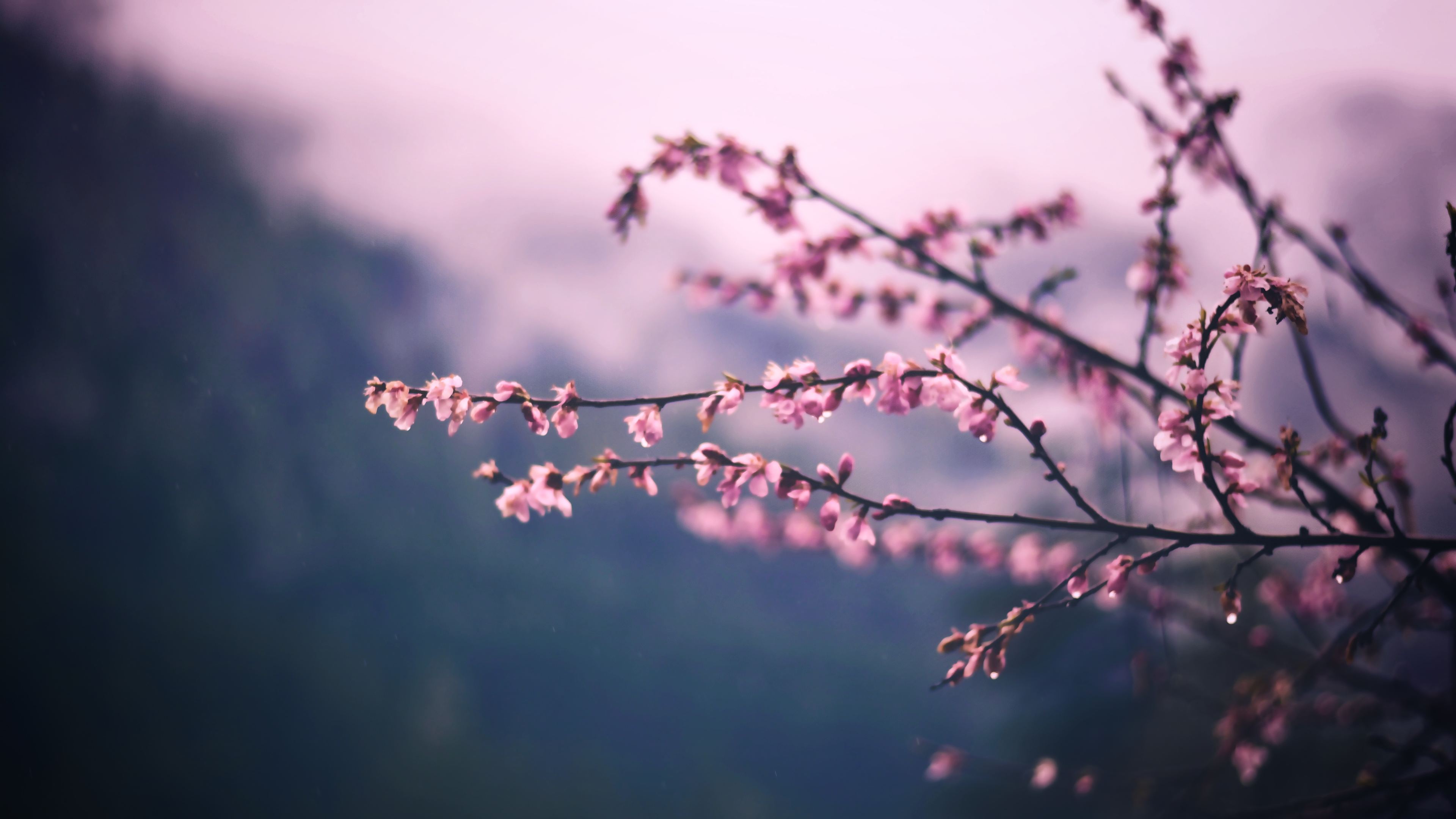 Pink Tree Wallpapers