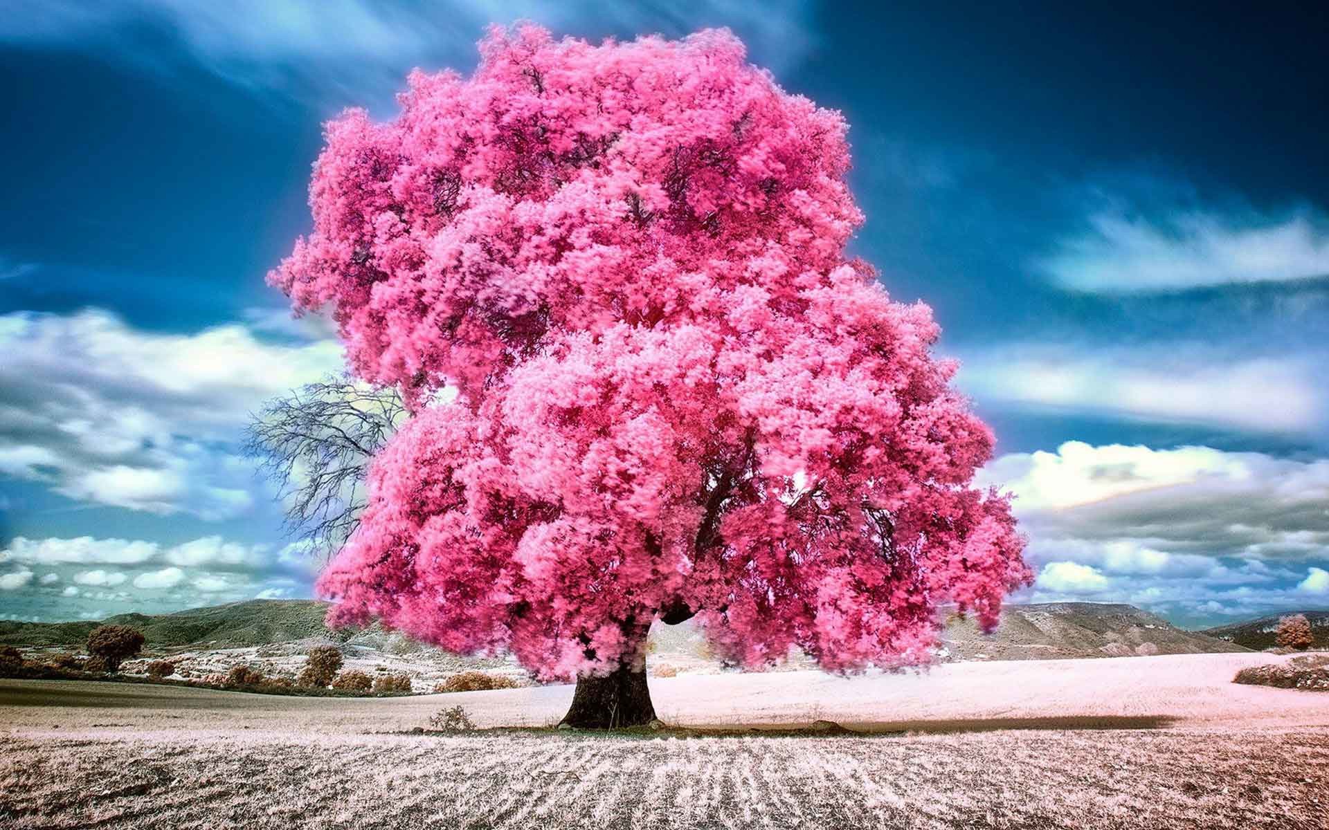 Pink Tree Wallpapers