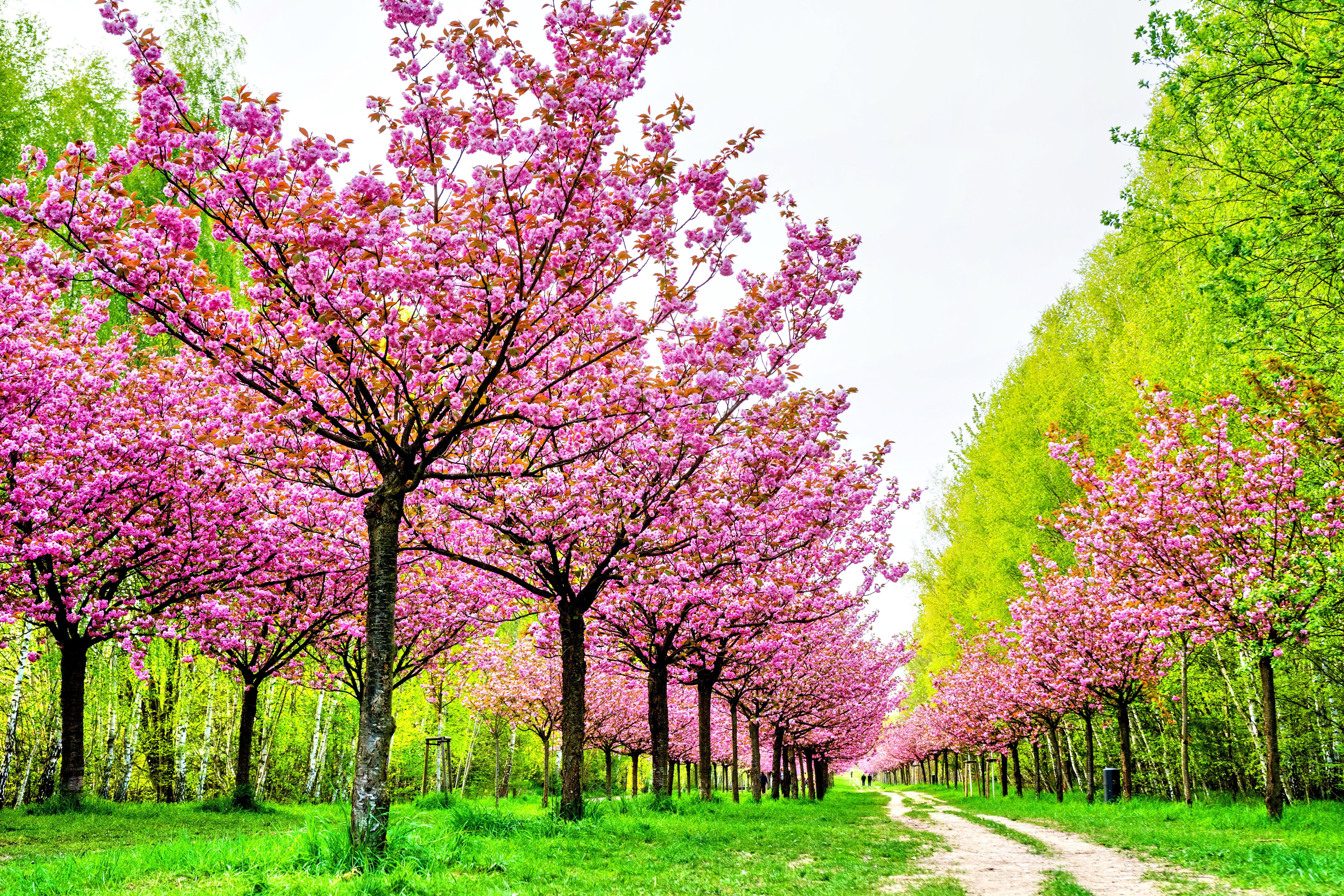 Pink Tree Wallpapers