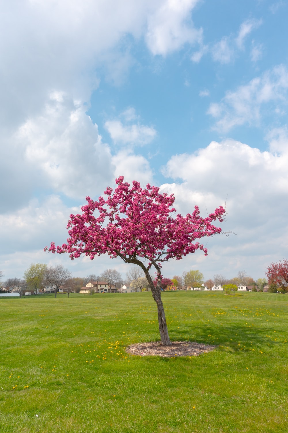 Pink Tree Wallpapers