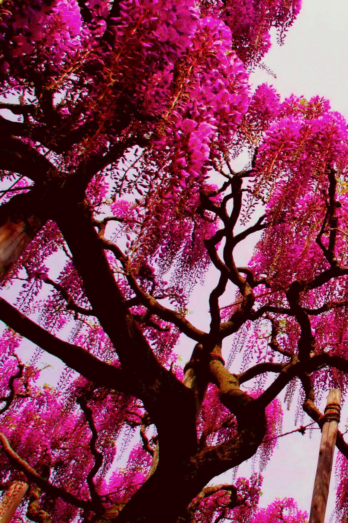 Pink Tree Wallpapers