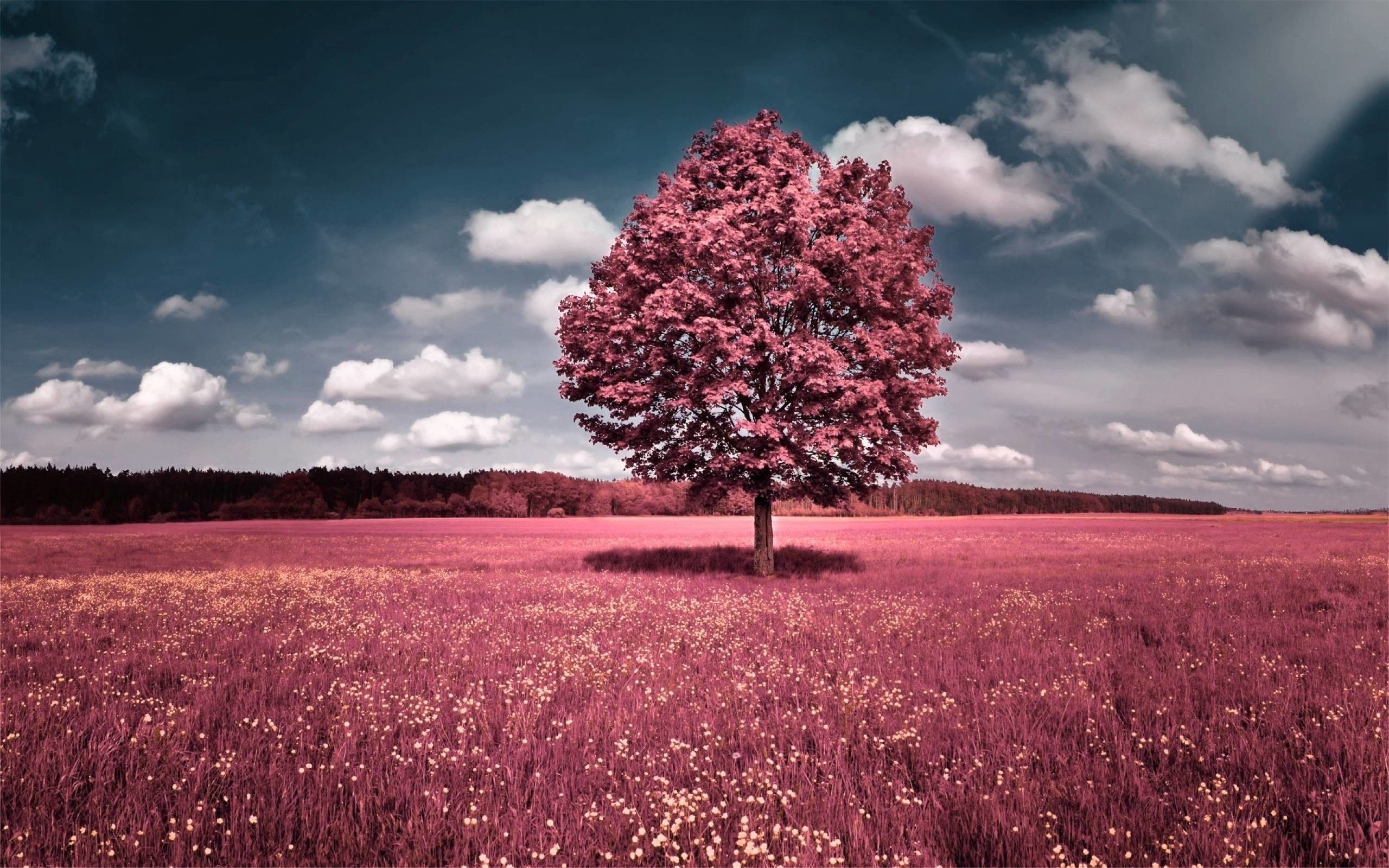 Pink Trees Wallpapers